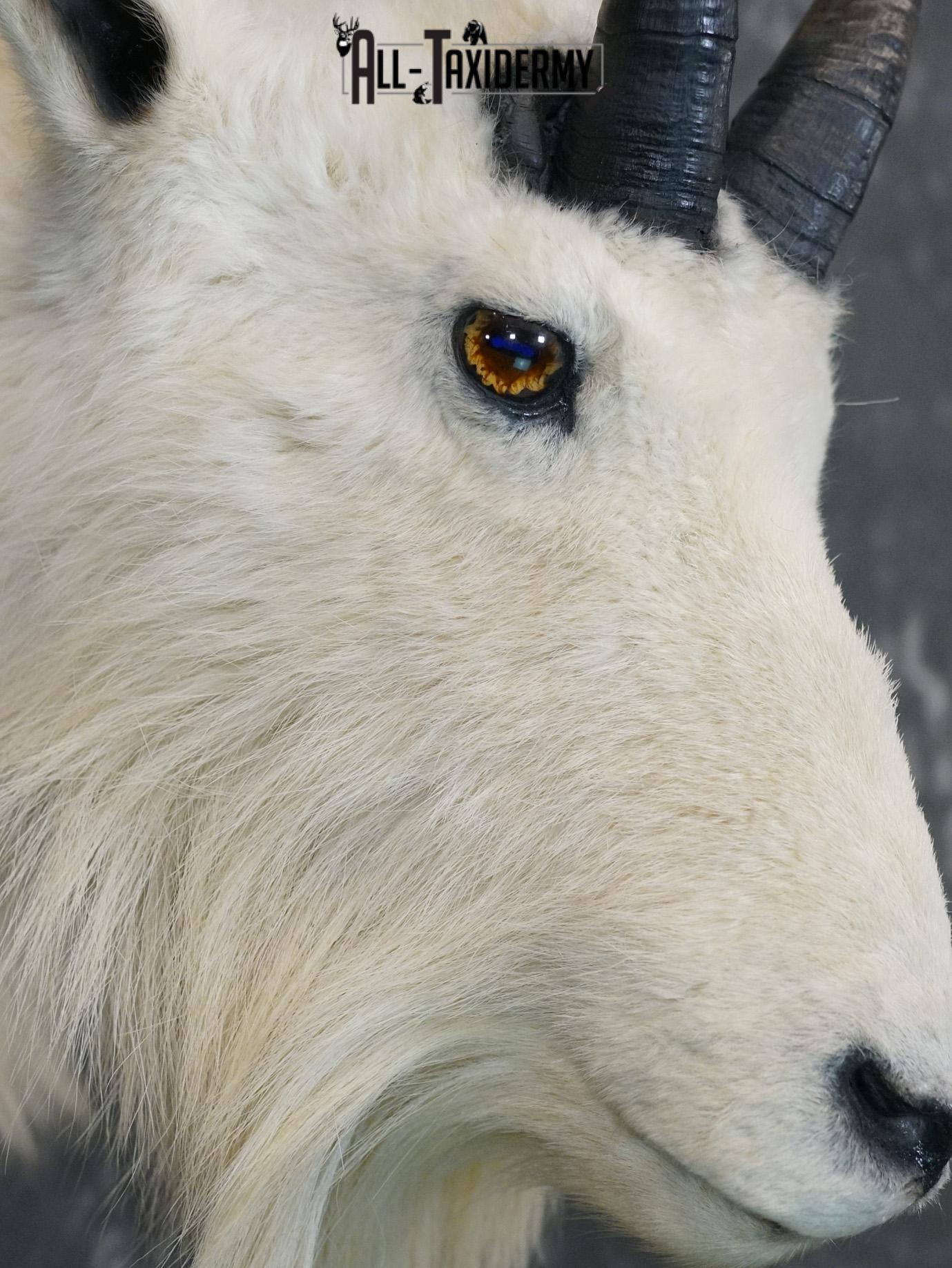 Mountian Goat Shoulder Bronze taxidermy mount for sale SKU 2147 - Image 5