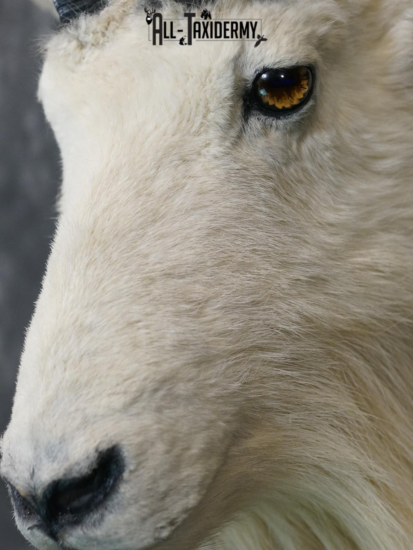 Mountian Goat Shoulder Bronze taxidermy mount for sale SKU 2147 - Image 4