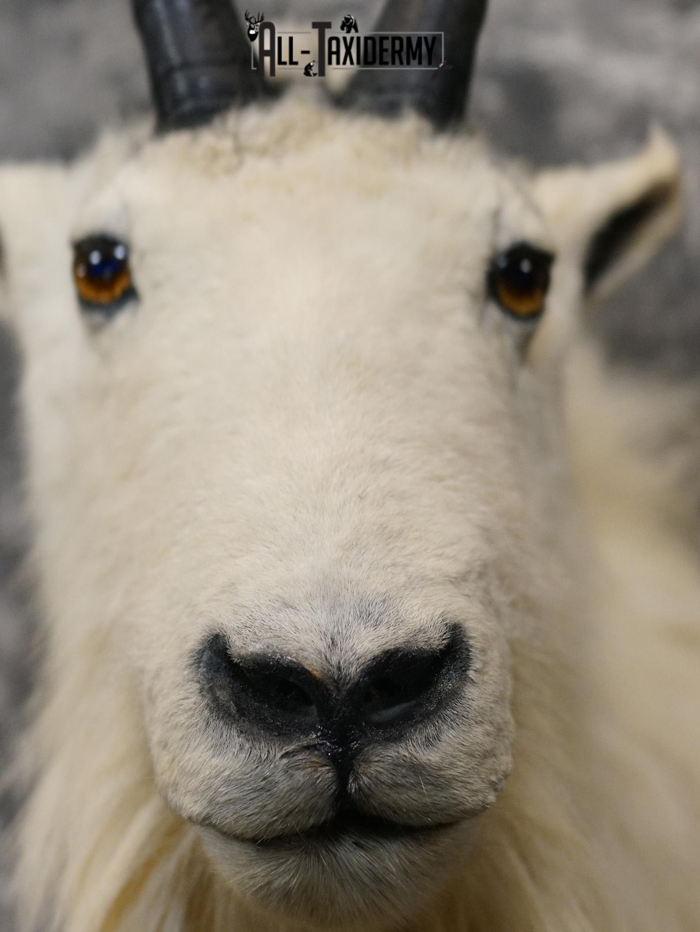 Mountian Goat Shoulder Bronze taxidermy mount for sale SKU 2147 - Image 3