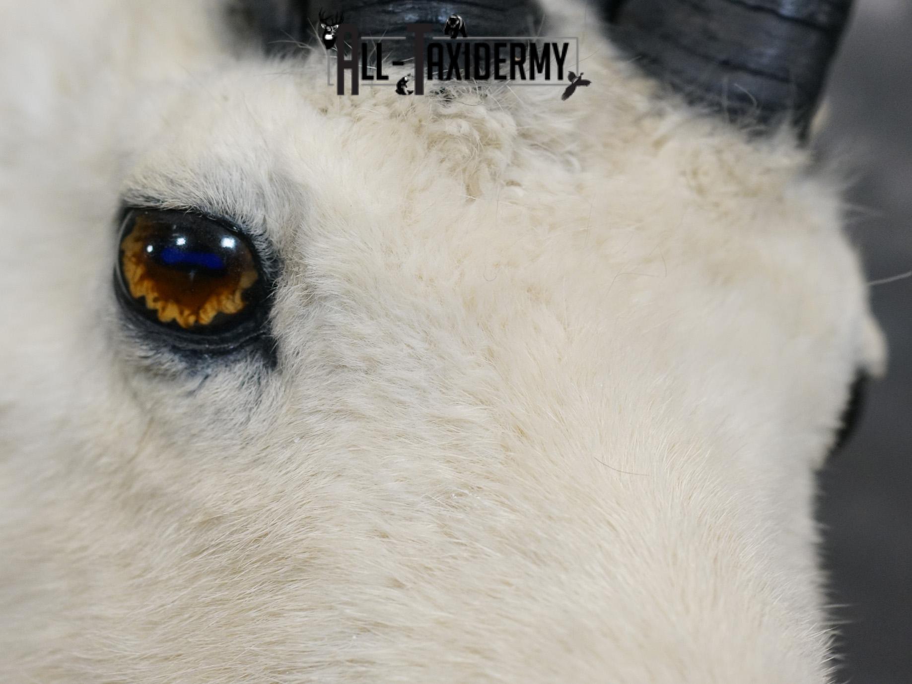 Mountian Goat Shoulder Bronze taxidermy mount for sale SKU 2147 - Image 2