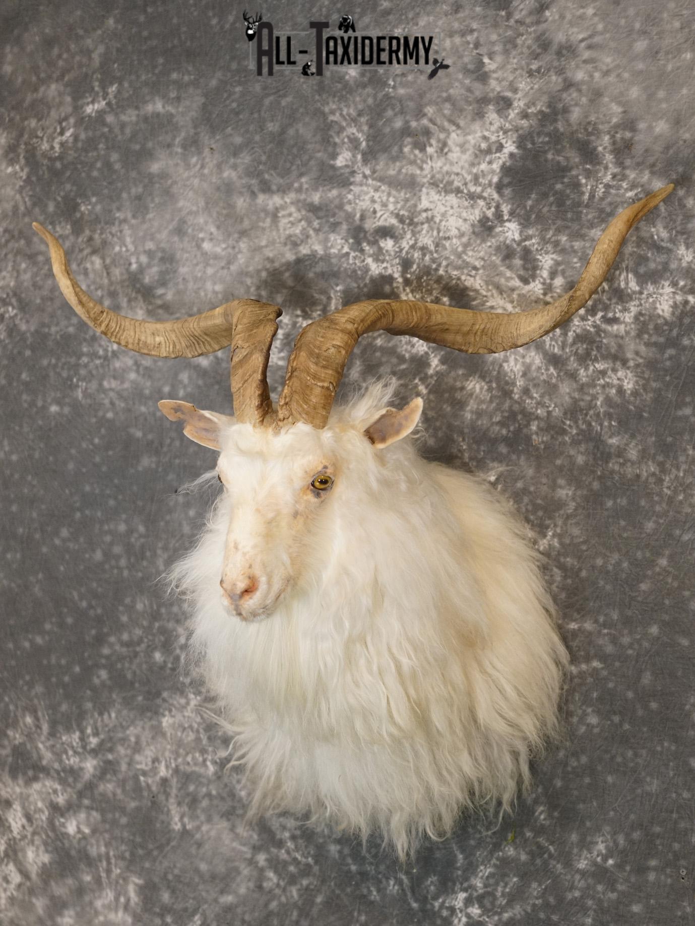 Cashmere goat taxidermy shoulder mount for sale SKU 2187 - Image 8