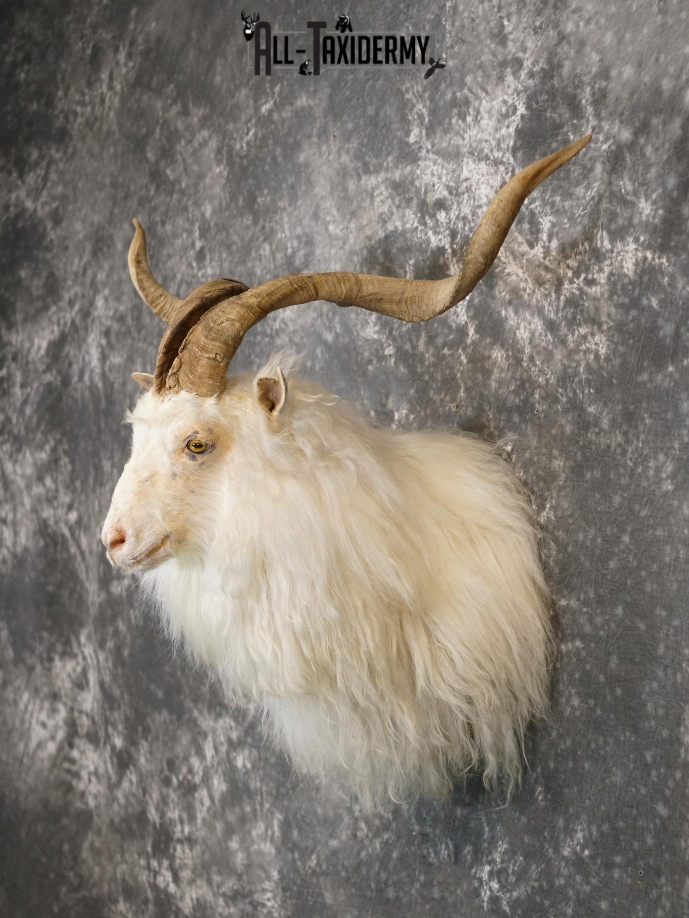 Cashmere goat taxidermy shoulder mount for sale SKU 2187 - Image 7