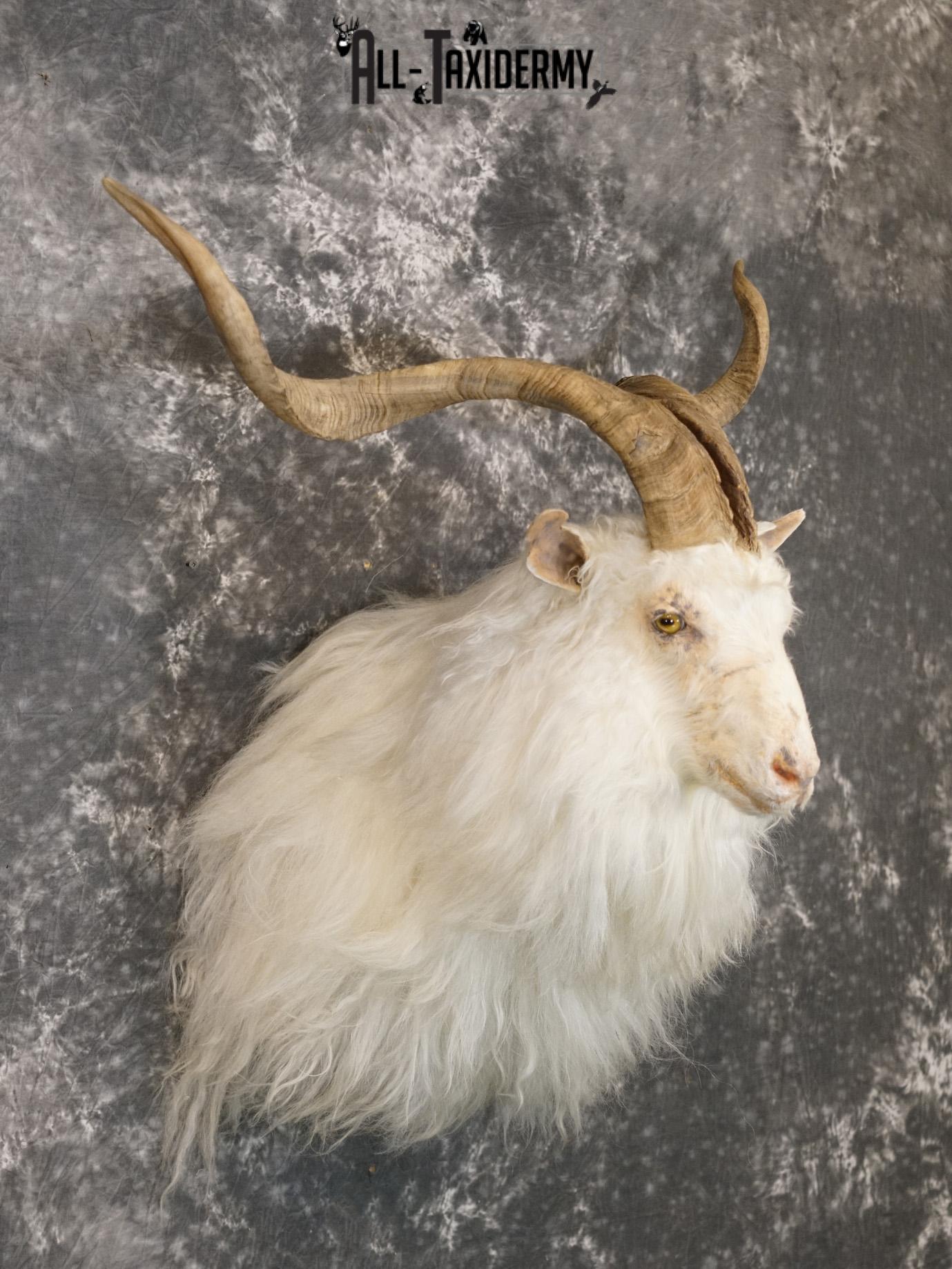 Cashmere goat taxidermy shoulder mount for sale SKU 2187 - Image 6