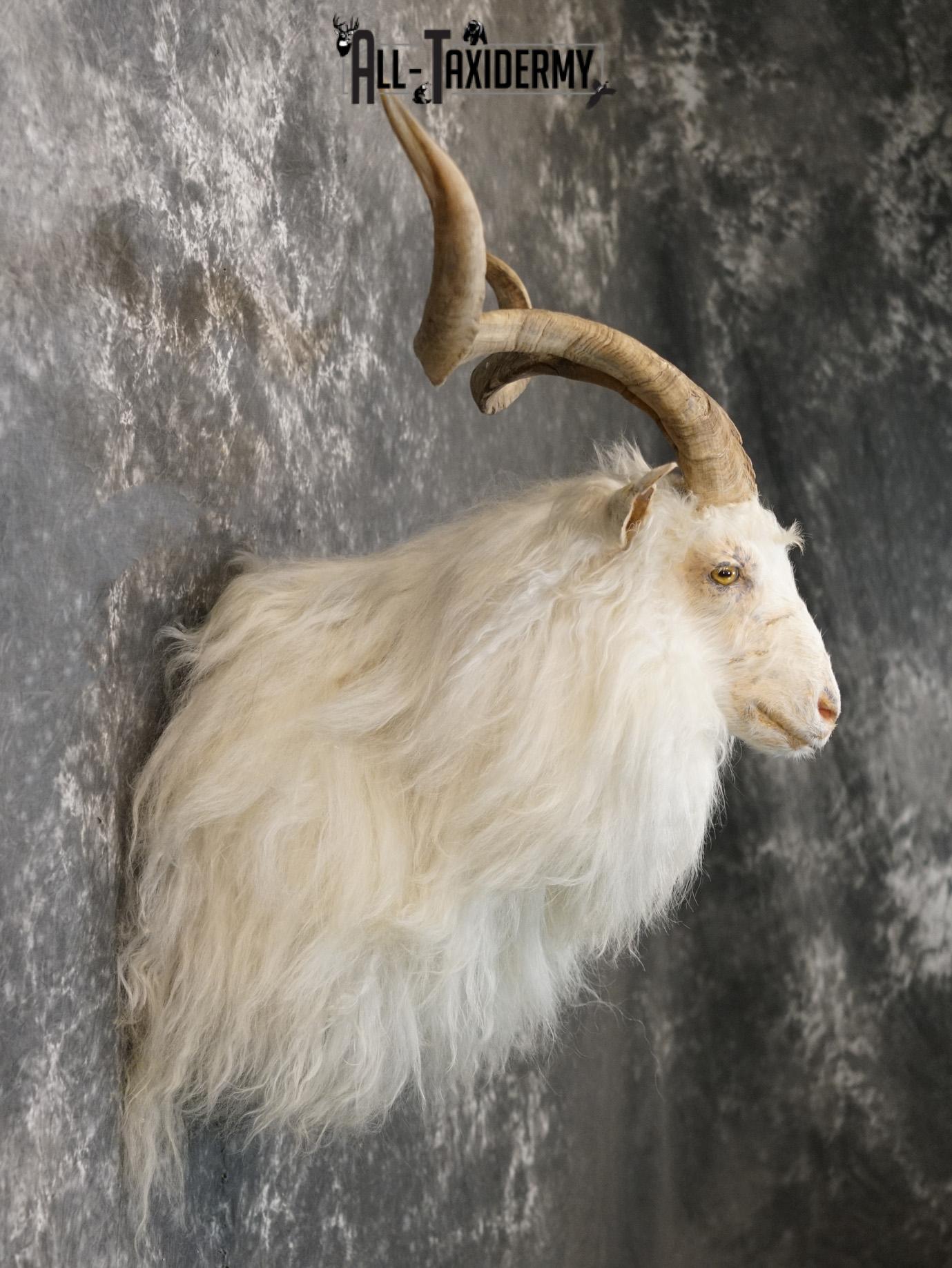 Cashmere goat taxidermy shoulder mount for sale SKU 2187 - Image 5