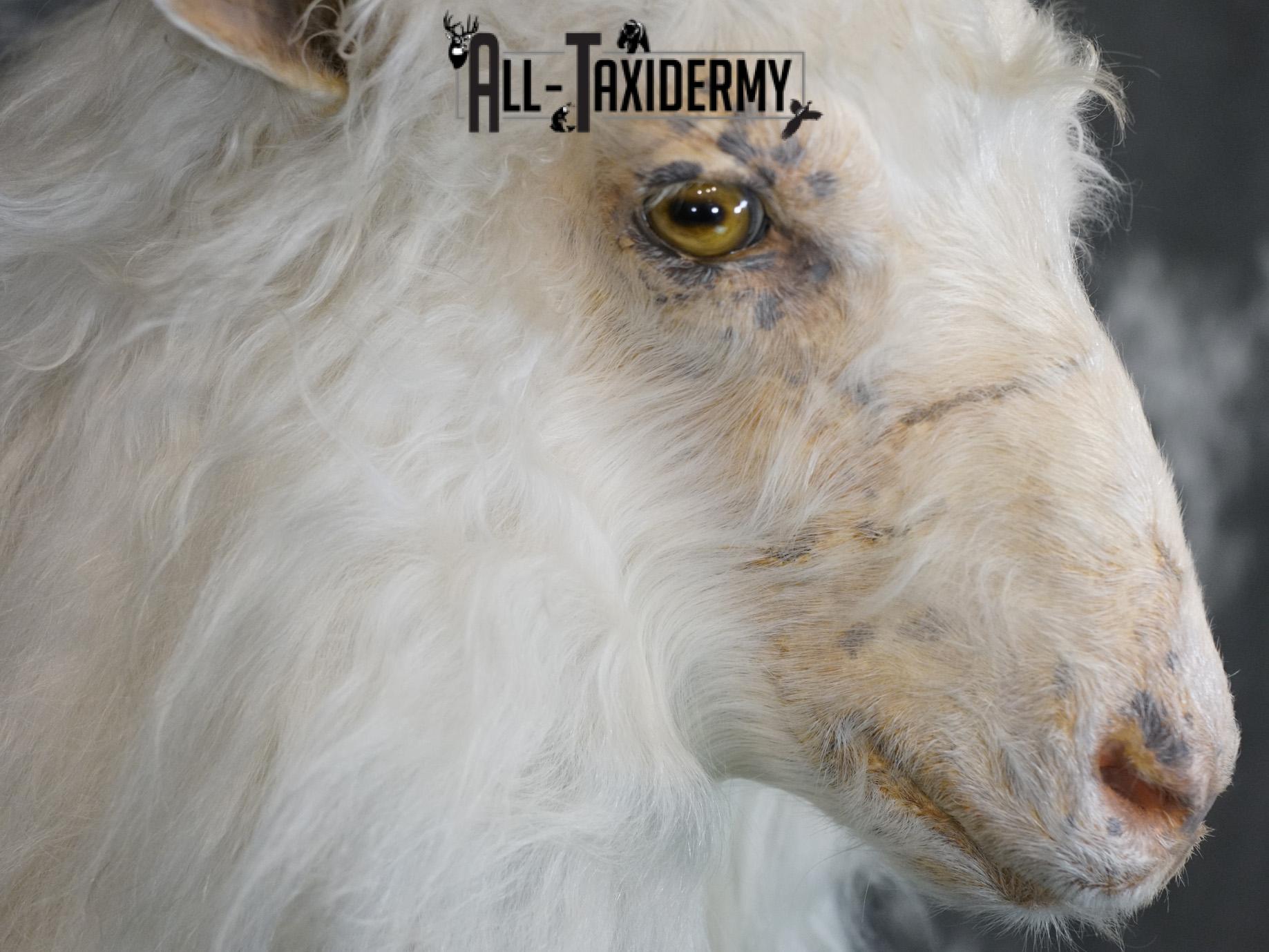 Cashmere goat taxidermy shoulder mount for sale SKU 2187 - Image 4