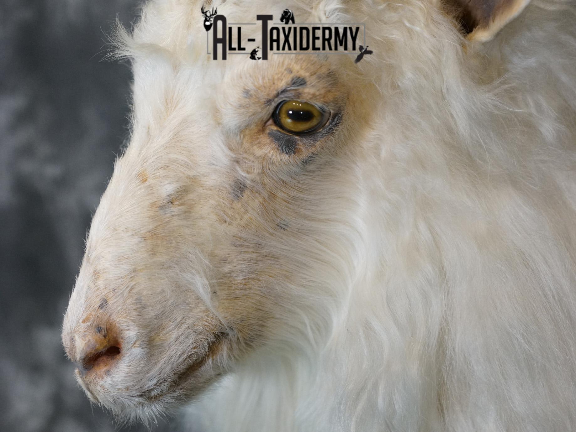 Cashmere goat taxidermy shoulder mount for sale SKU 2187 - Image 3