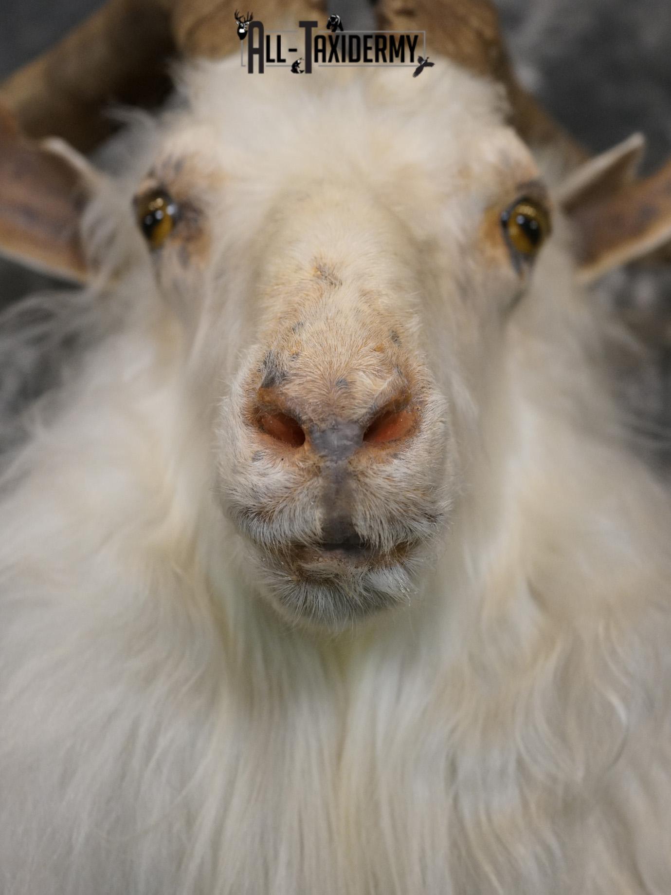 Cashmere goat taxidermy shoulder mount for sale SKU 2187 - Image 2