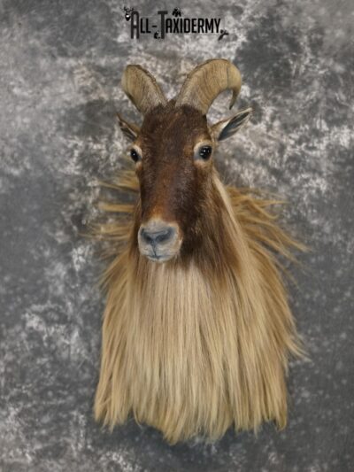 Himalayan Tahr Taxidermy Shoulder Mount for sale SKU 2211