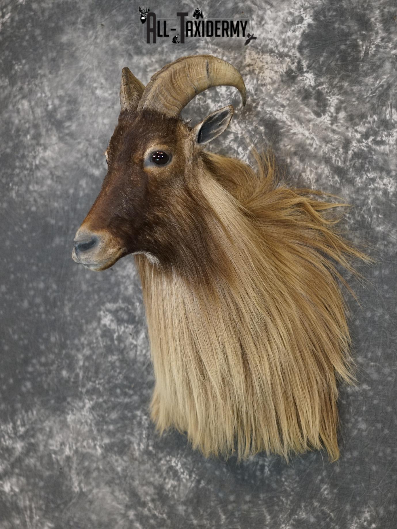 Himalayan Tahr Taxidermy Shoulder Mount for sale SKU 2211 - Image 8
