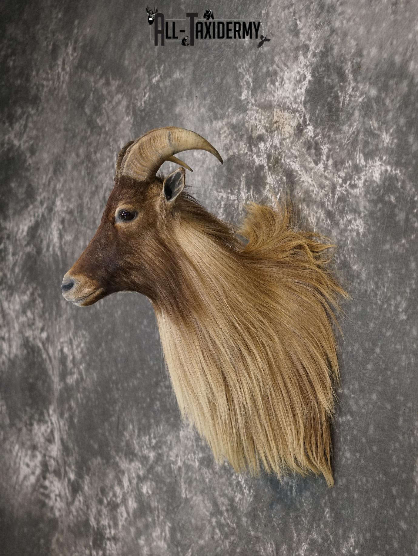 Himalayan Tahr Taxidermy Shoulder Mount for sale SKU 2211 - Image 7