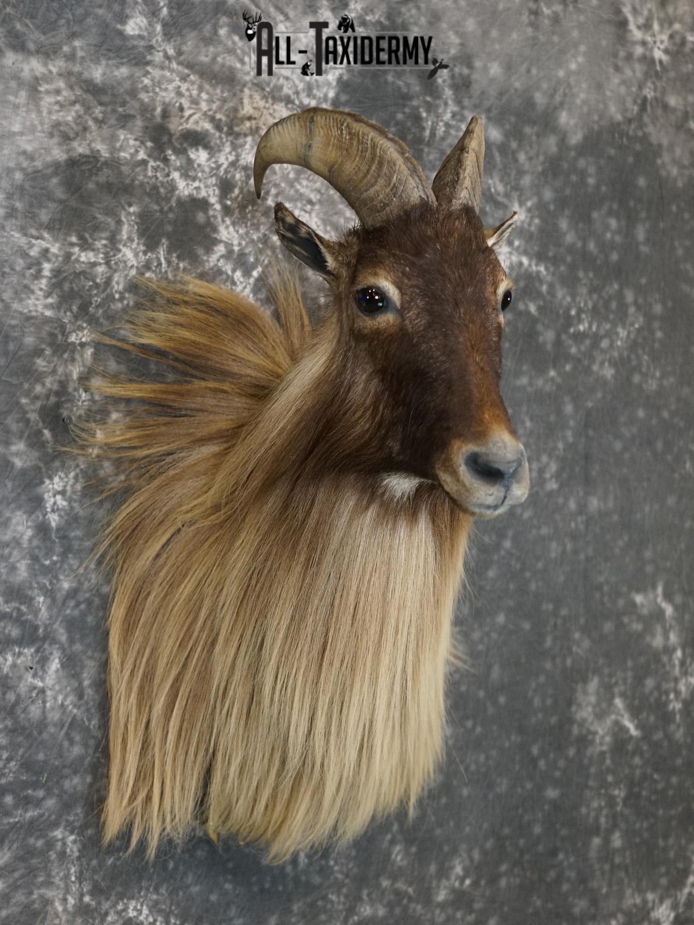 Himalayan Tahr Taxidermy Shoulder Mount for sale SKU 2211 - Image 6
