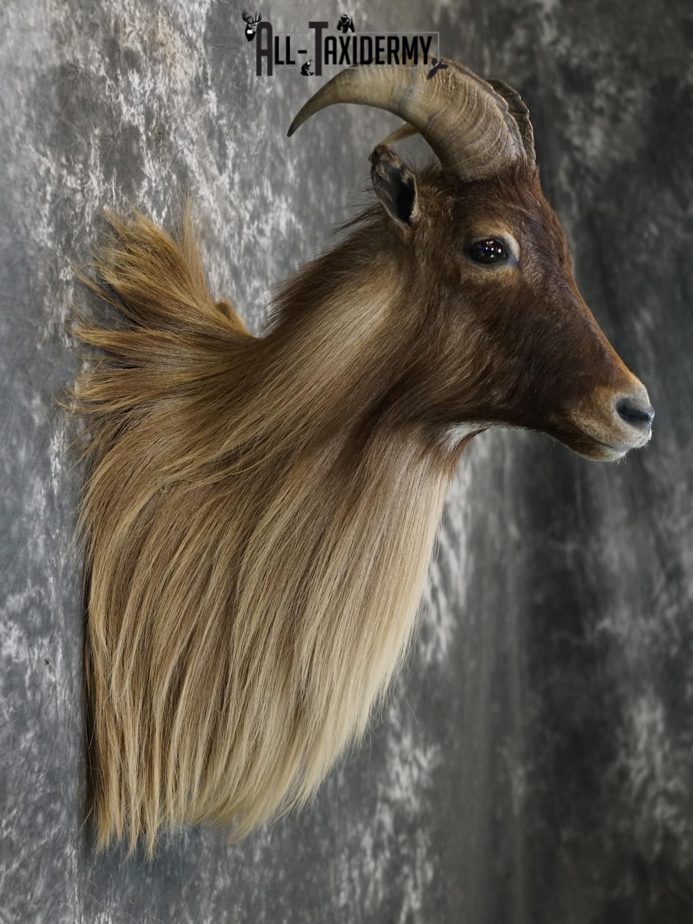 Himalayan Tahr Taxidermy Shoulder Mount for sale SKU 2211 - Image 5