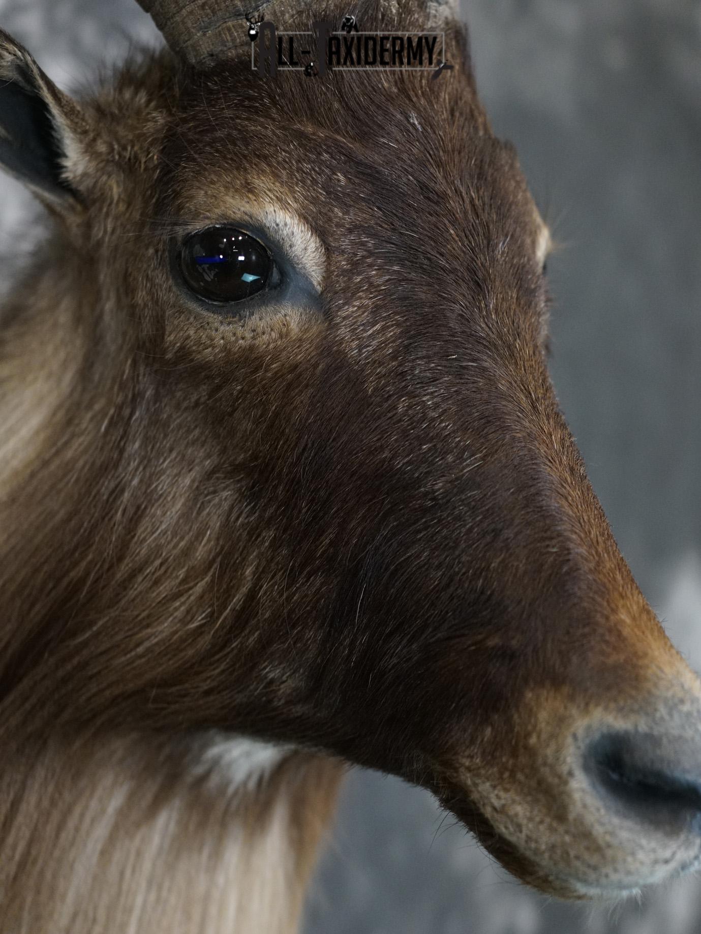 Himalayan Tahr Taxidermy Shoulder Mount for sale SKU 2211 - Image 4