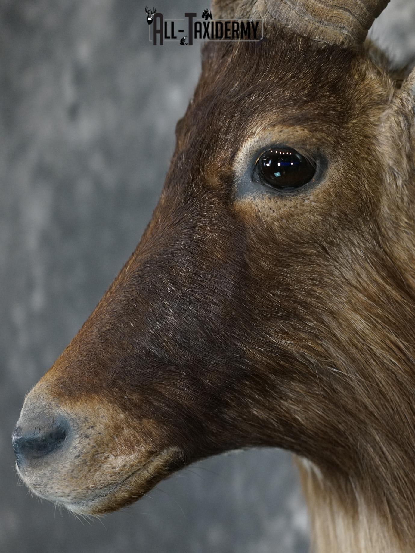 Himalayan Tahr Taxidermy Shoulder Mount for sale SKU 2211 - Image 3