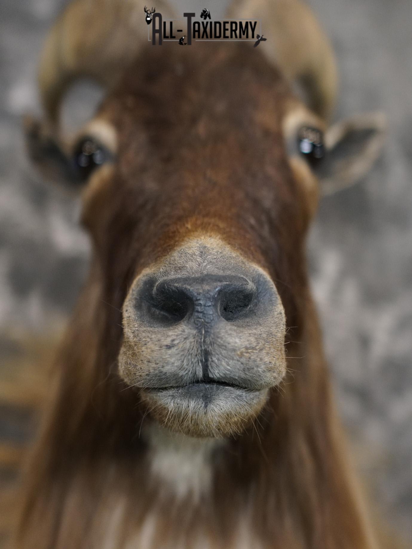 Himalayan Tahr Taxidermy Shoulder Mount for sale SKU 2211 - Image 2