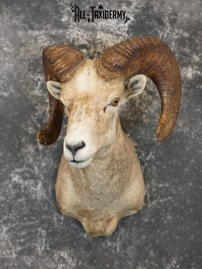 Desert Big horn taxidermy shoulder mount for sale SKU 2176