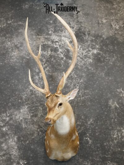 Axis Deer Taxidermy Shoulder Mount for sale SKU 2208