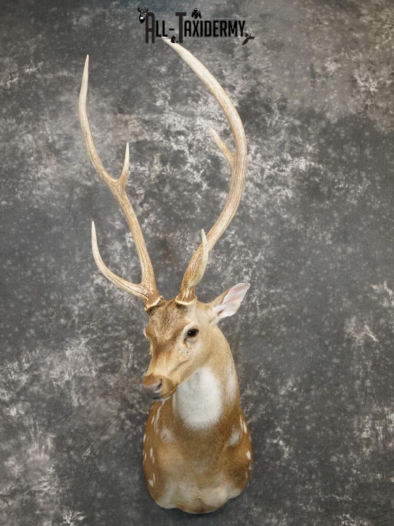 Axis Deer Taxidermy Shoulder Mount for sale SKU 2208 - All Taxidermy