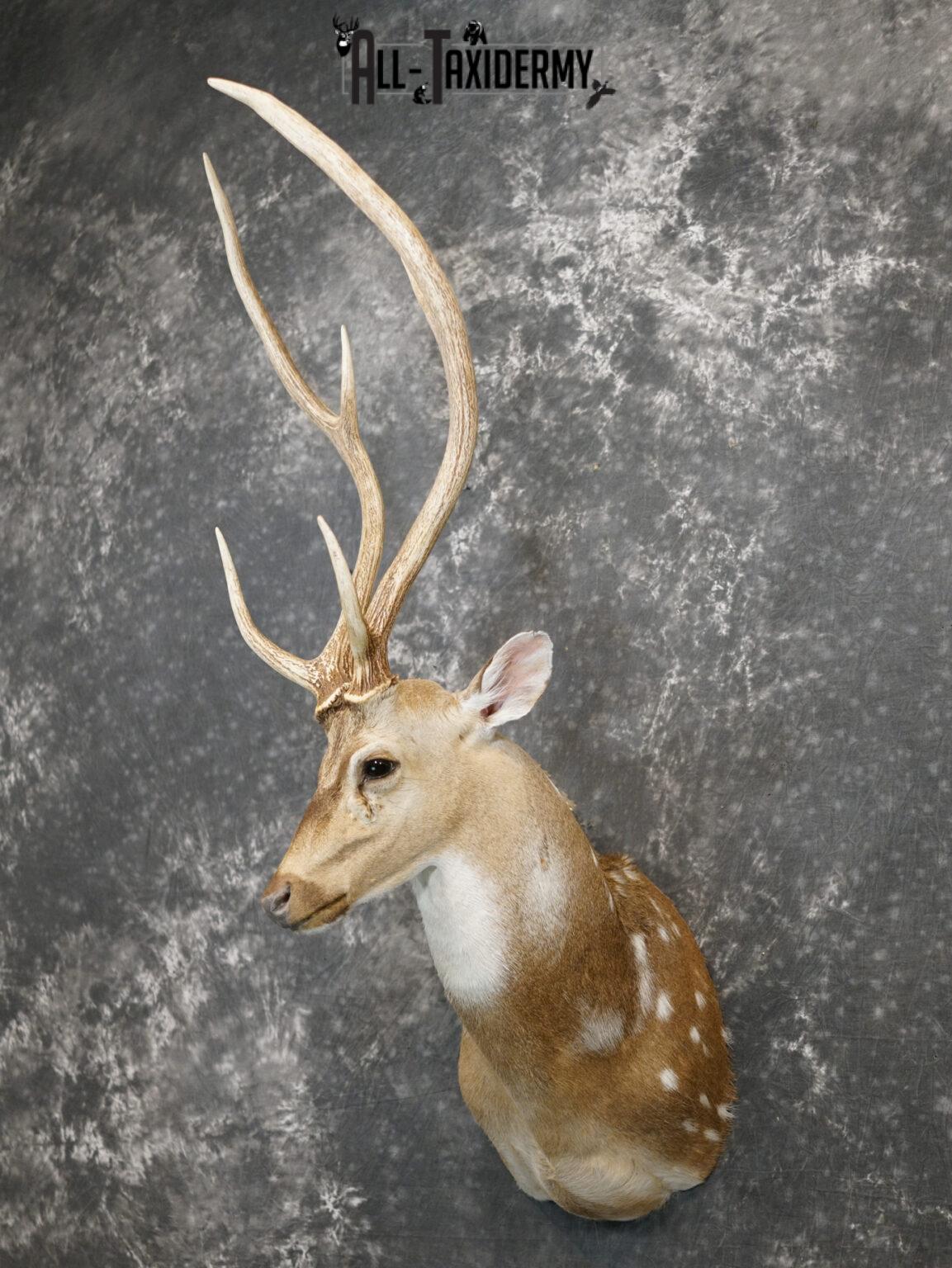 Axis Deer Taxidermy Shoulder Mount for sale SKU 2208 - All Taxidermy