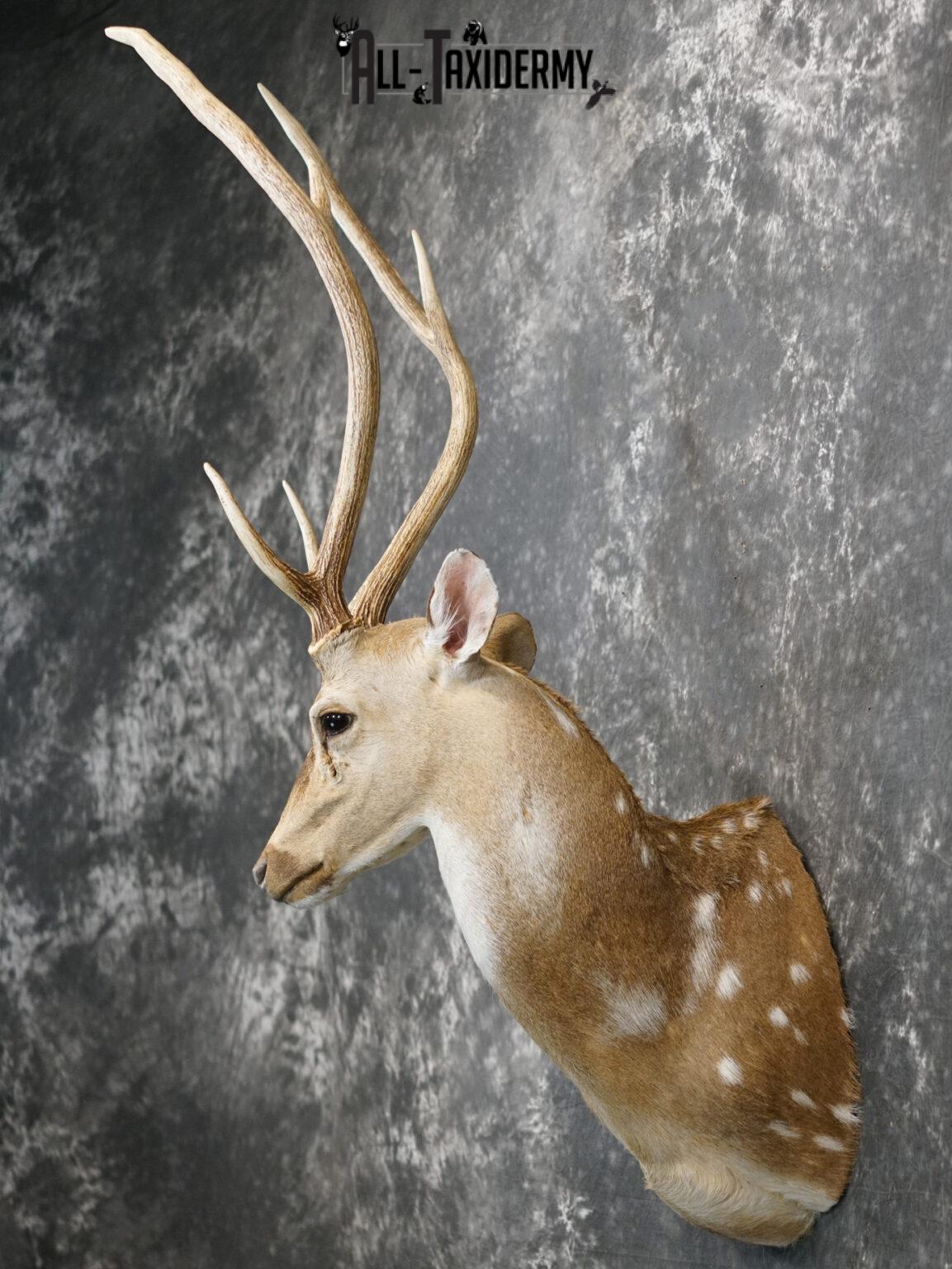 Axis Deer Taxidermy Shoulder Mount for sale SKU 2208 All Taxidermy