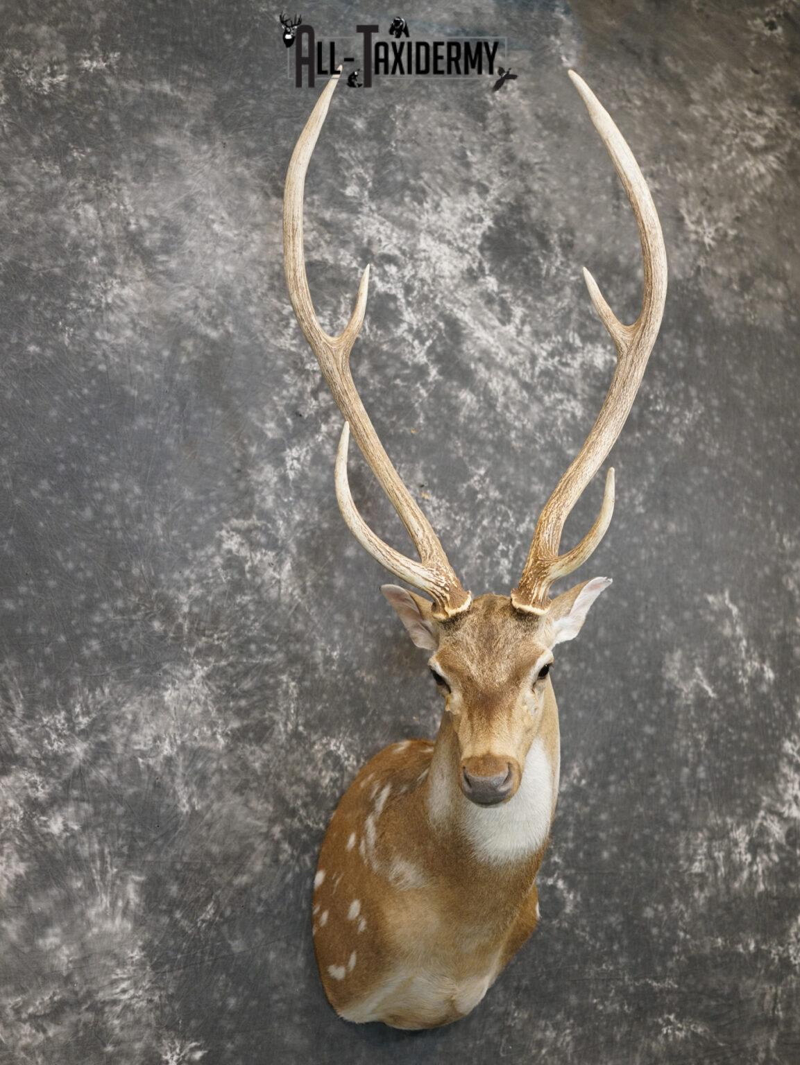 Axis Deer Taxidermy Shoulder Mount for sale SKU 2208 All Taxidermy