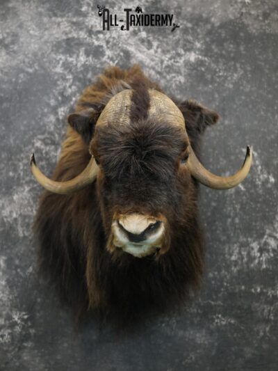 Musk Ox taxidermy shoulder mount for sale SKU 2148