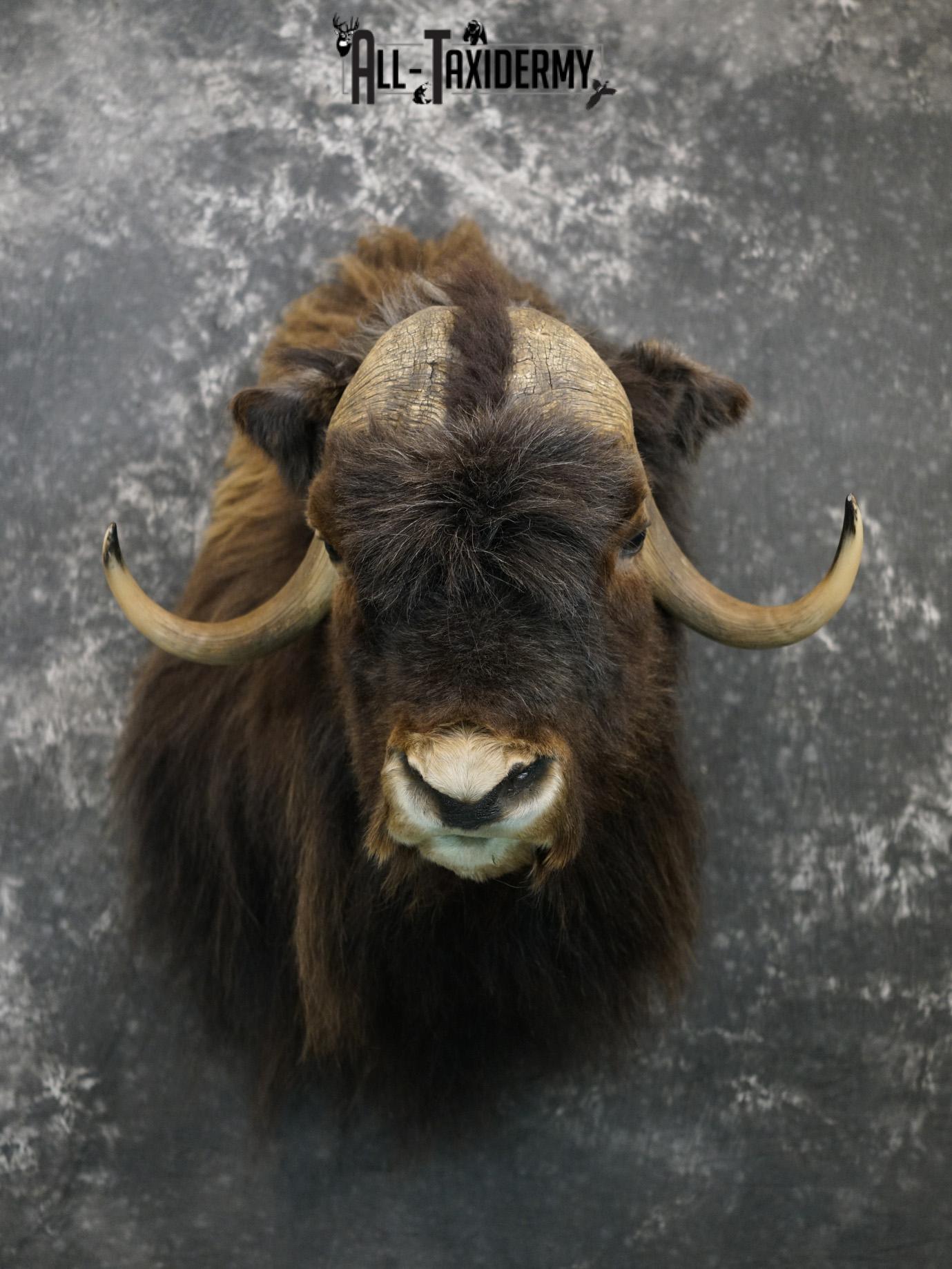 Musk Ox taxidermy shoulder mount for sale SKU 2148