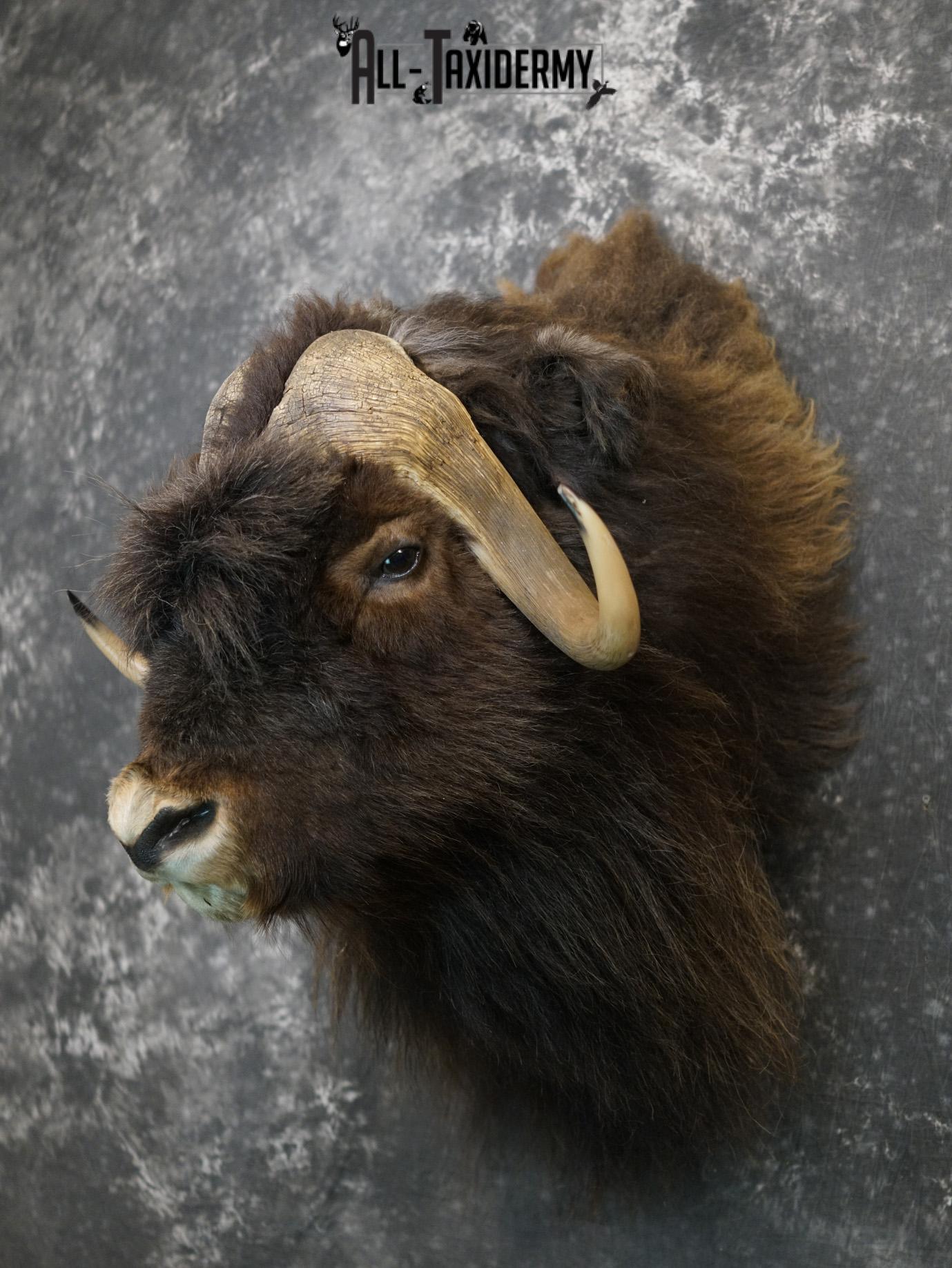 Musk Ox taxidermy shoulder mount for sale SKU 2148 - Image 8