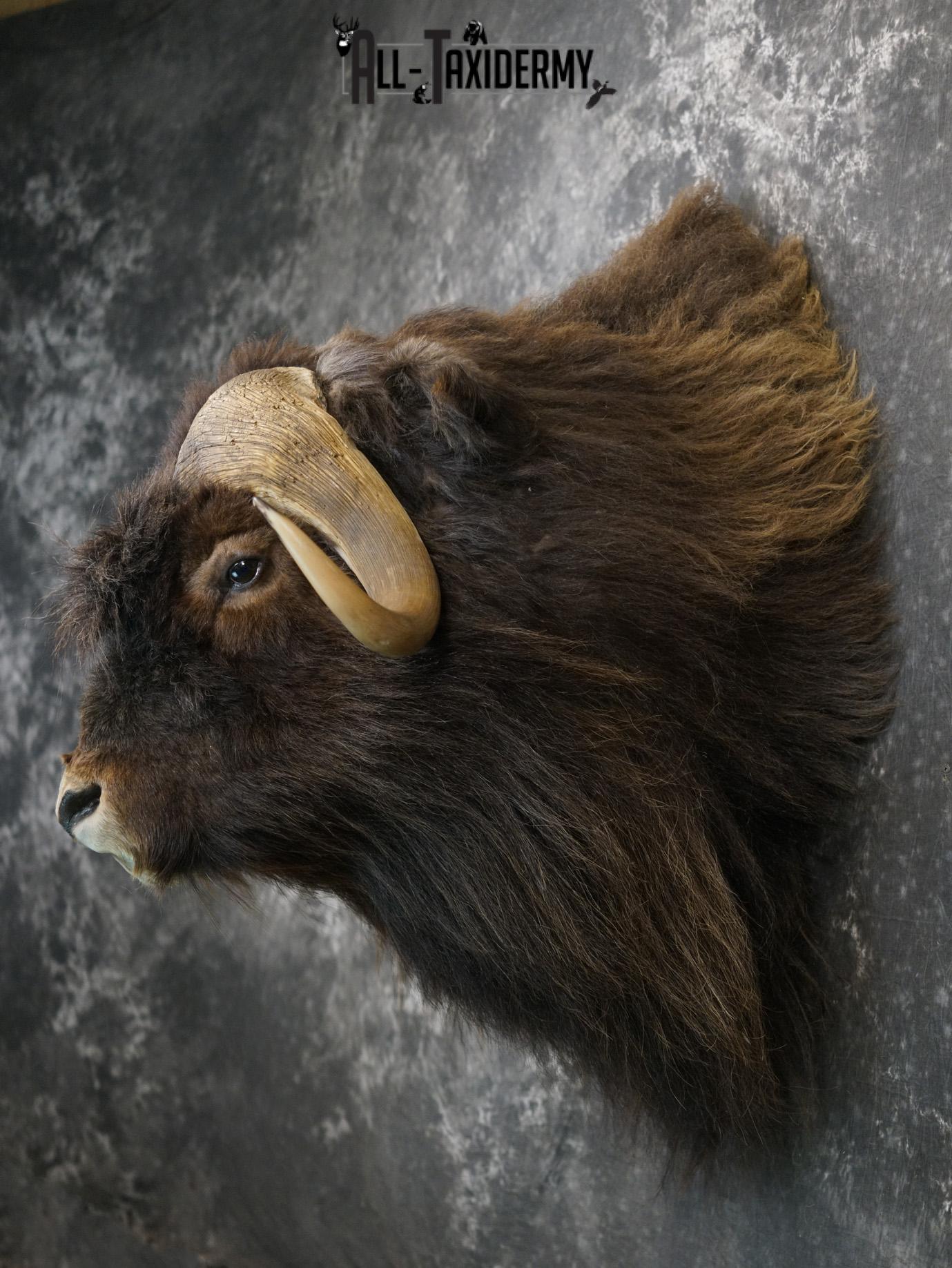 Musk Ox taxidermy shoulder mount for sale SKU 2148 - Image 7