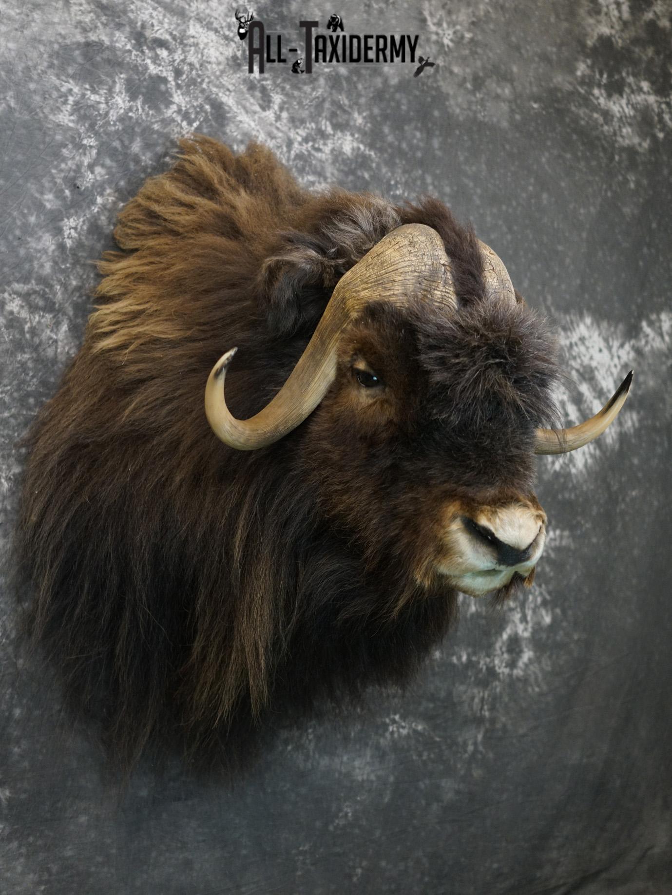 Musk Ox taxidermy shoulder mount for sale SKU 2148 - Image 6
