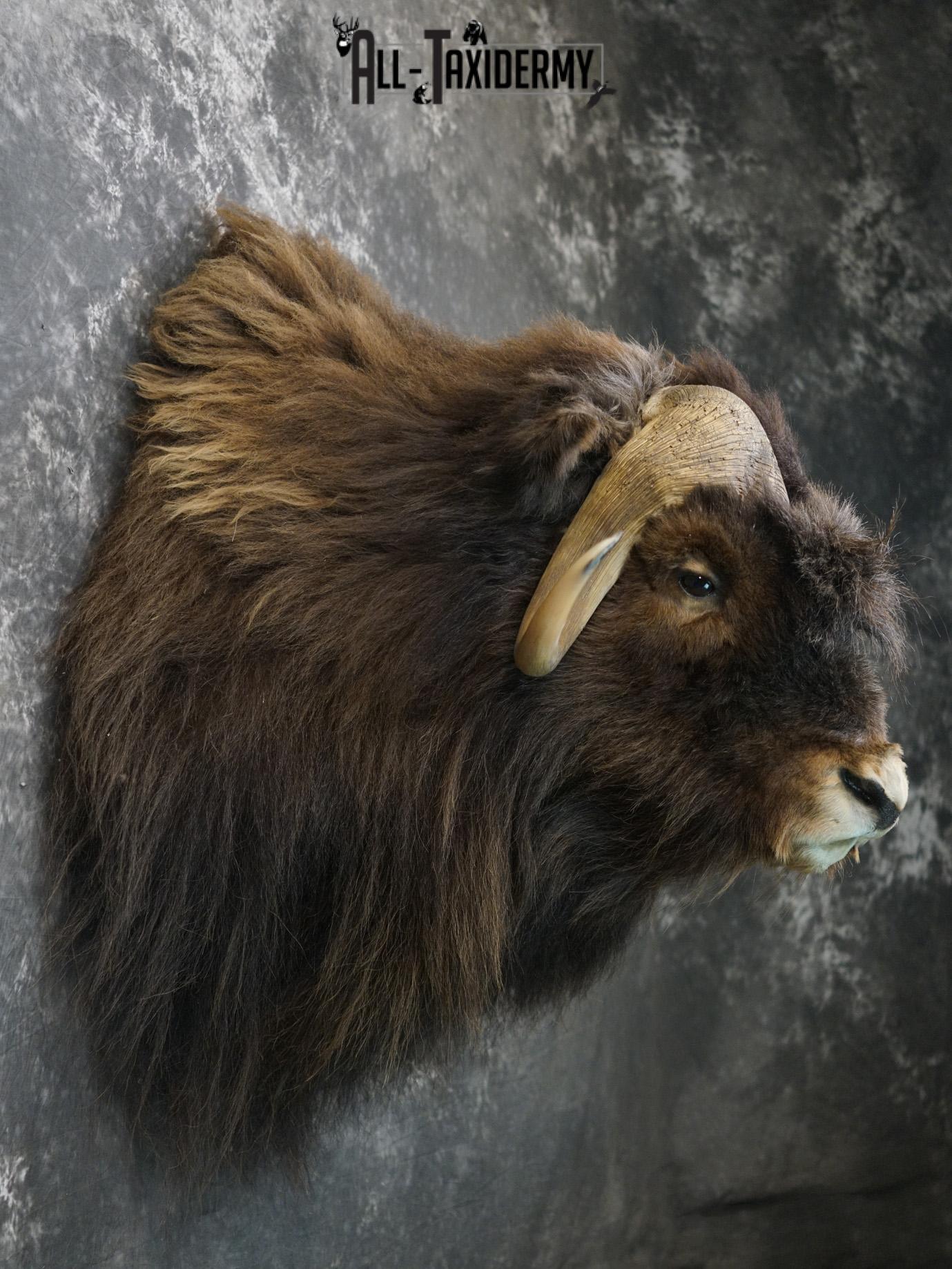 Musk Ox taxidermy shoulder mount for sale SKU 2148 - Image 5