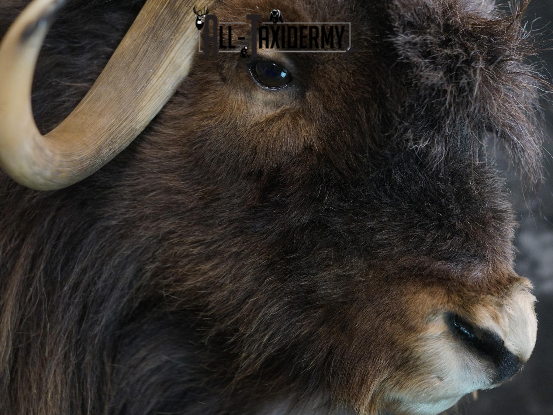 Musk Ox taxidermy shoulder mount for sale SKU 2148 - Image 2