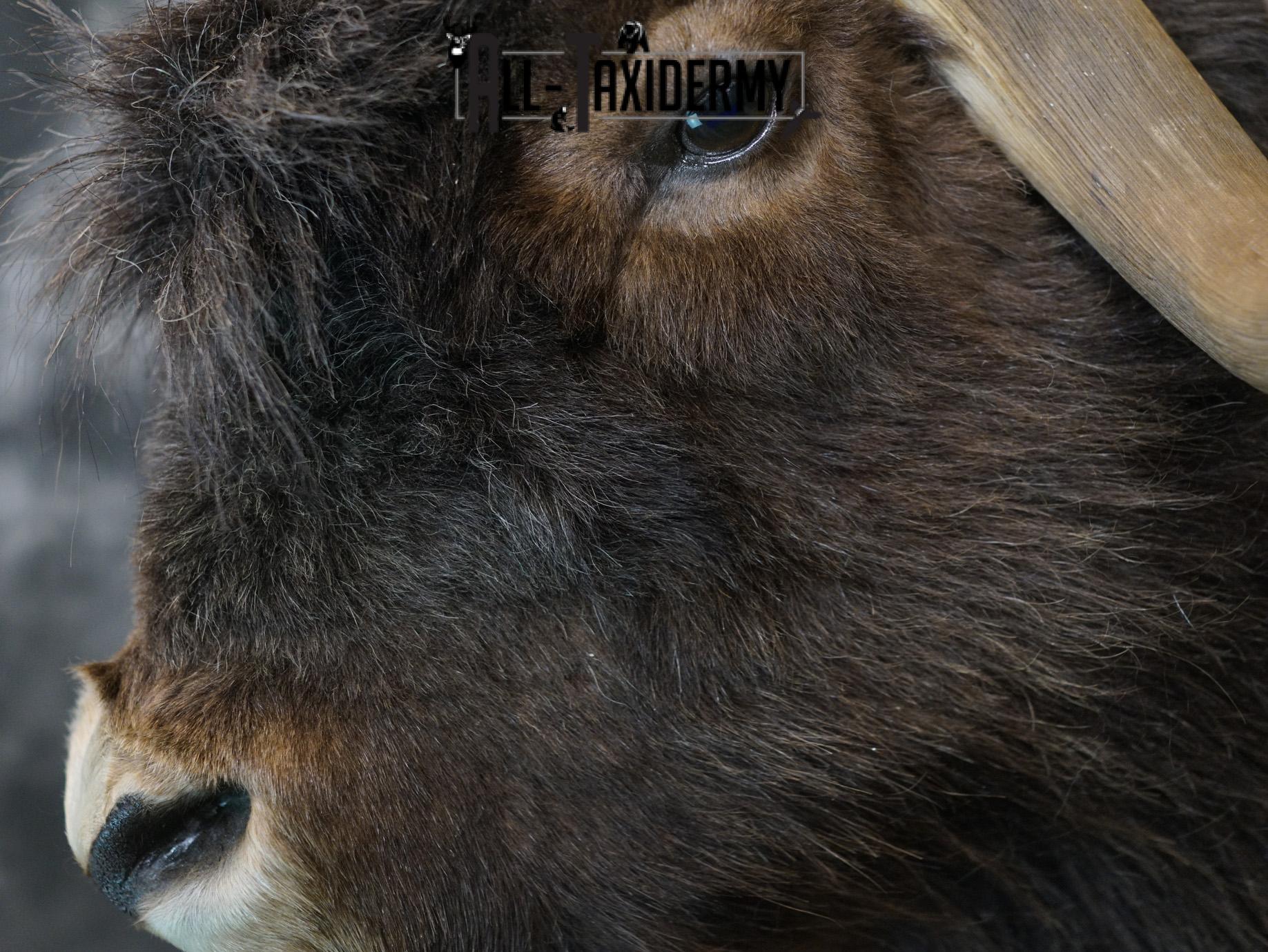 Musk Ox taxidermy shoulder mount for sale SKU 2148 - Image 3