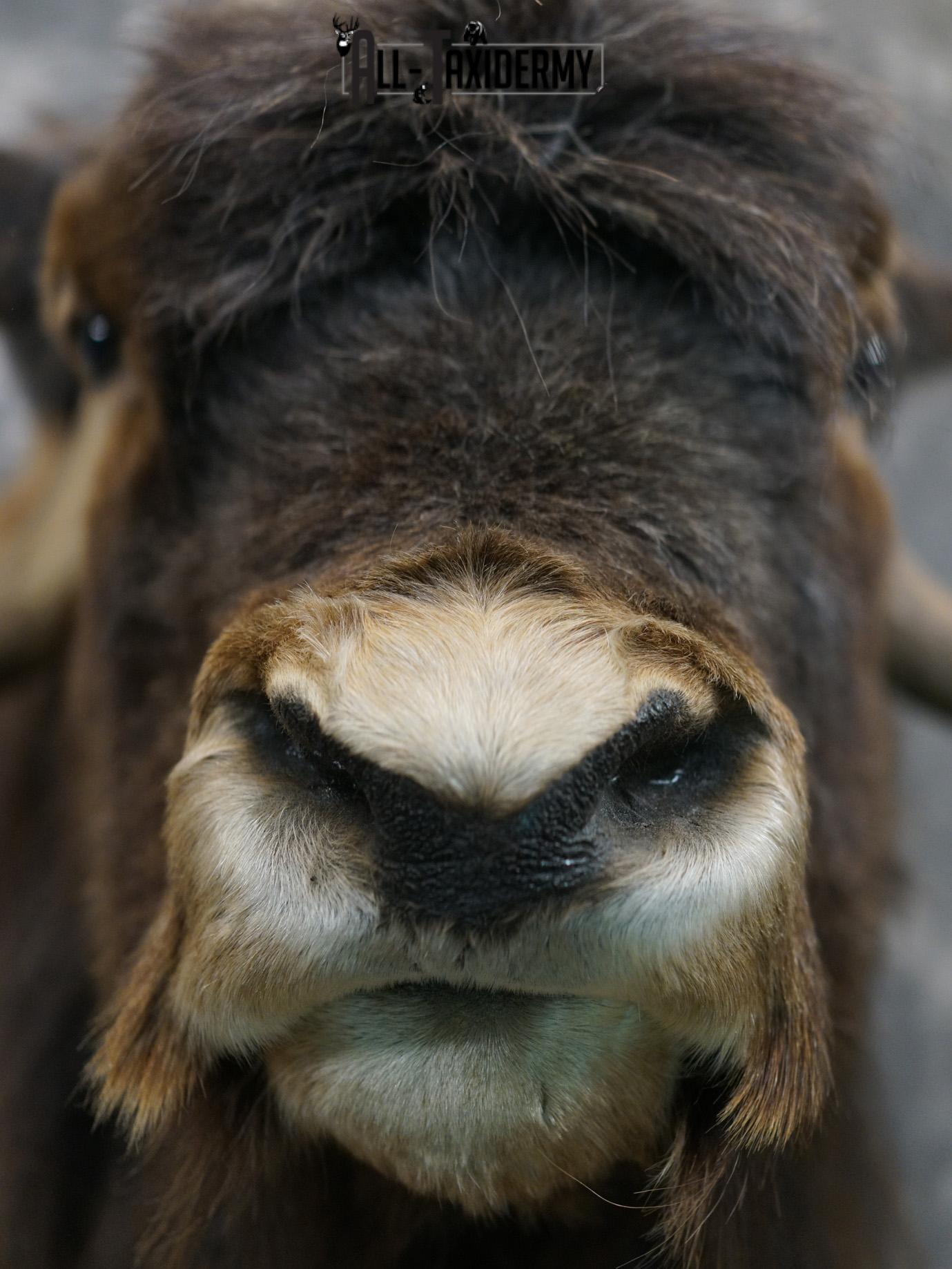 Musk Ox taxidermy shoulder mount for sale SKU 2148 - Image 4