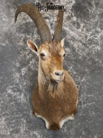Hybrid Ibex taxidermy shoulder mount for sale SKU 2163