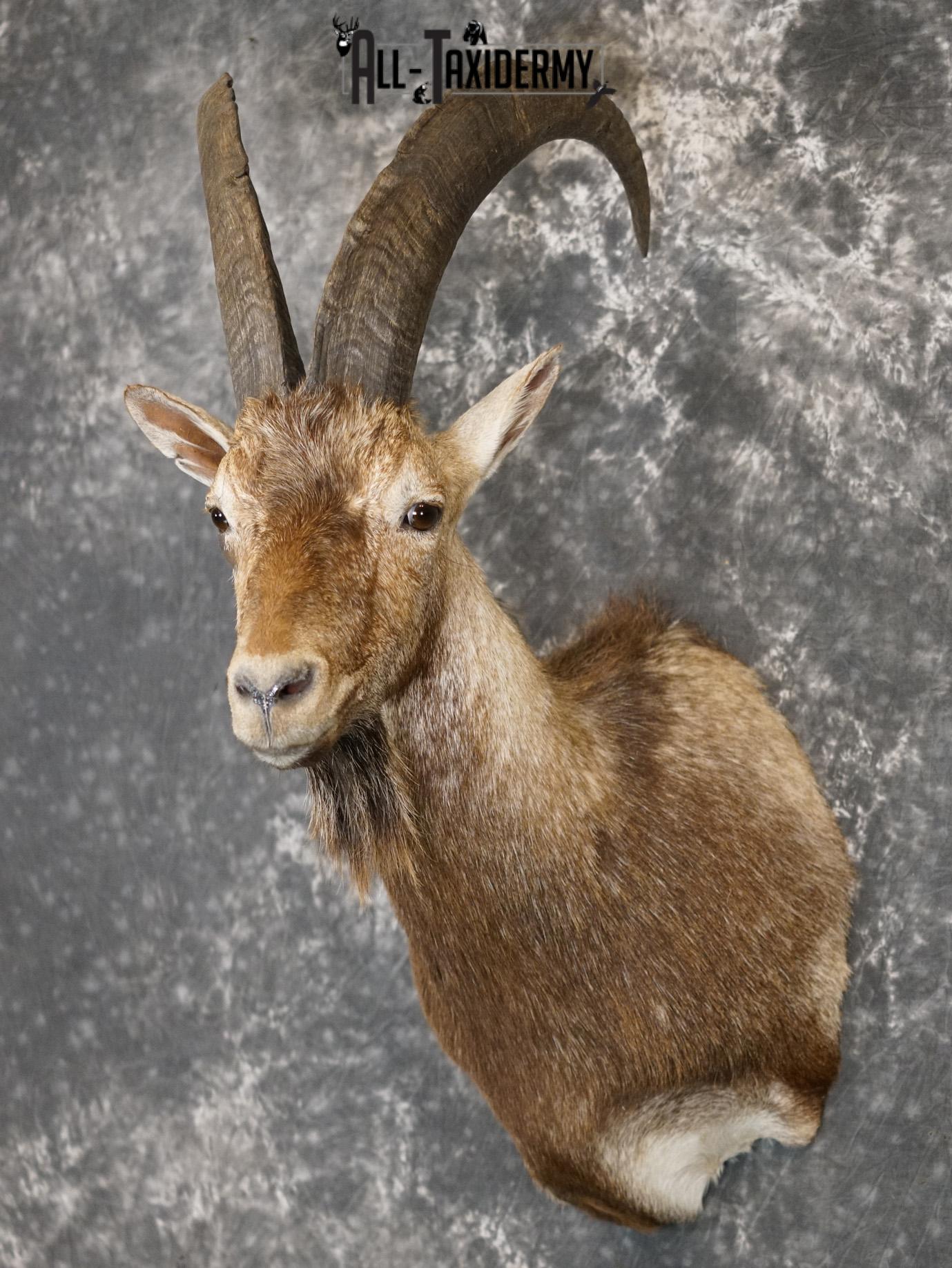 Hybrid Ibex taxidermy shoulder mount for sale SKU 2163 - Image 8