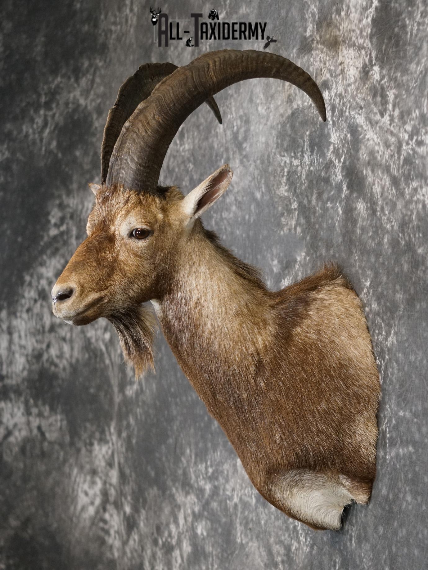 Hybrid Ibex taxidermy shoulder mount for sale SKU 2163 - Image 7