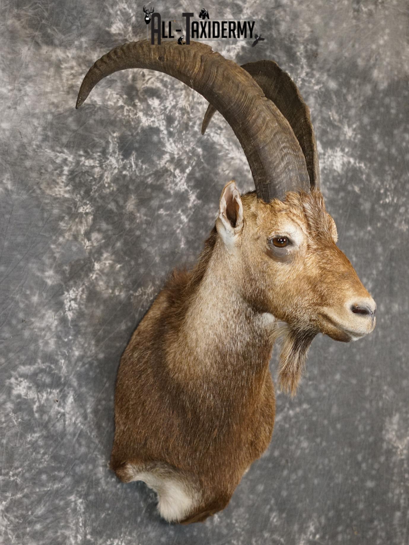 Hybrid Ibex taxidermy shoulder mount for sale SKU 2163 - Image 6