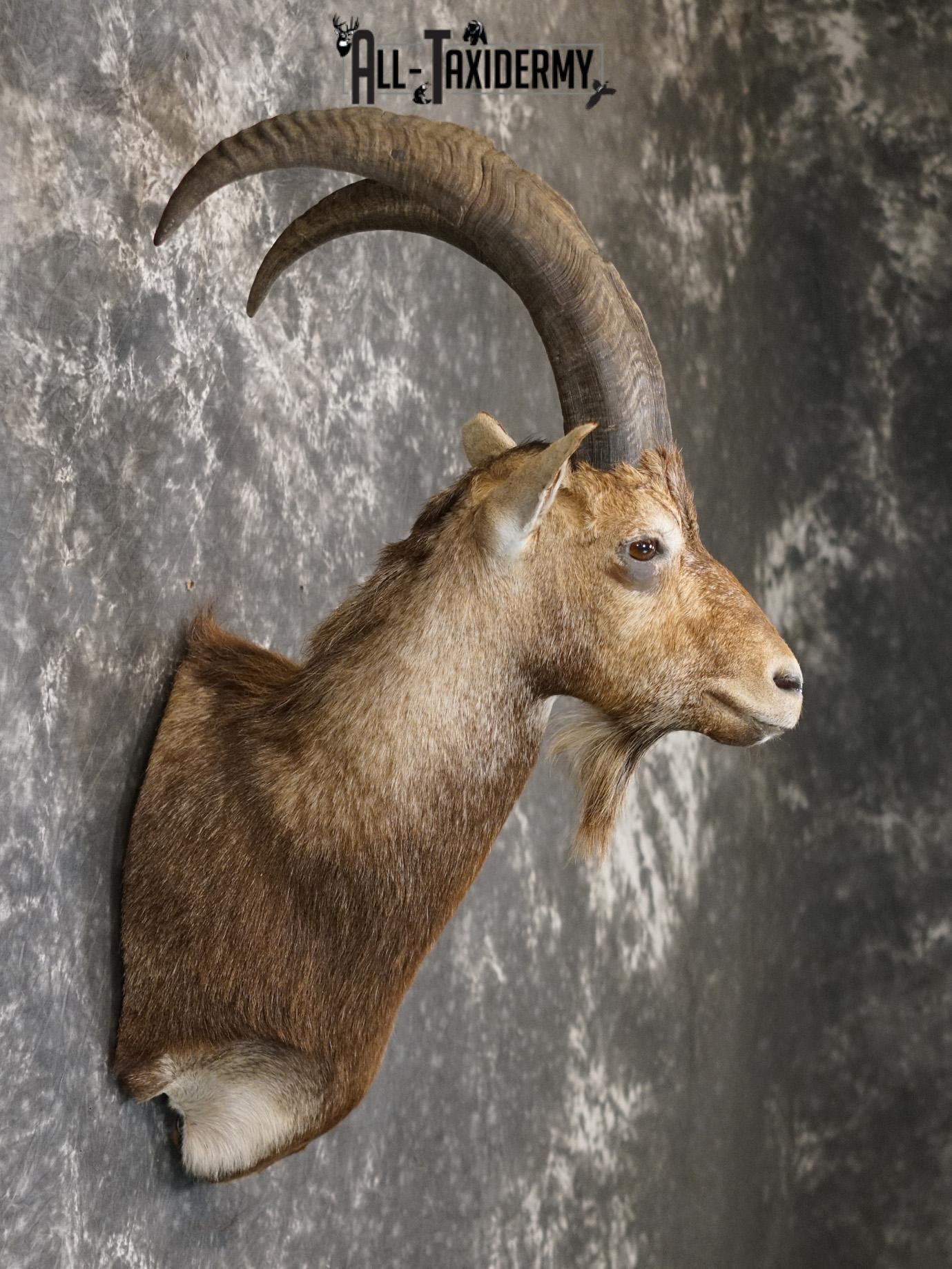 Hybrid Ibex taxidermy shoulder mount for sale SKU 2163 - Image 5