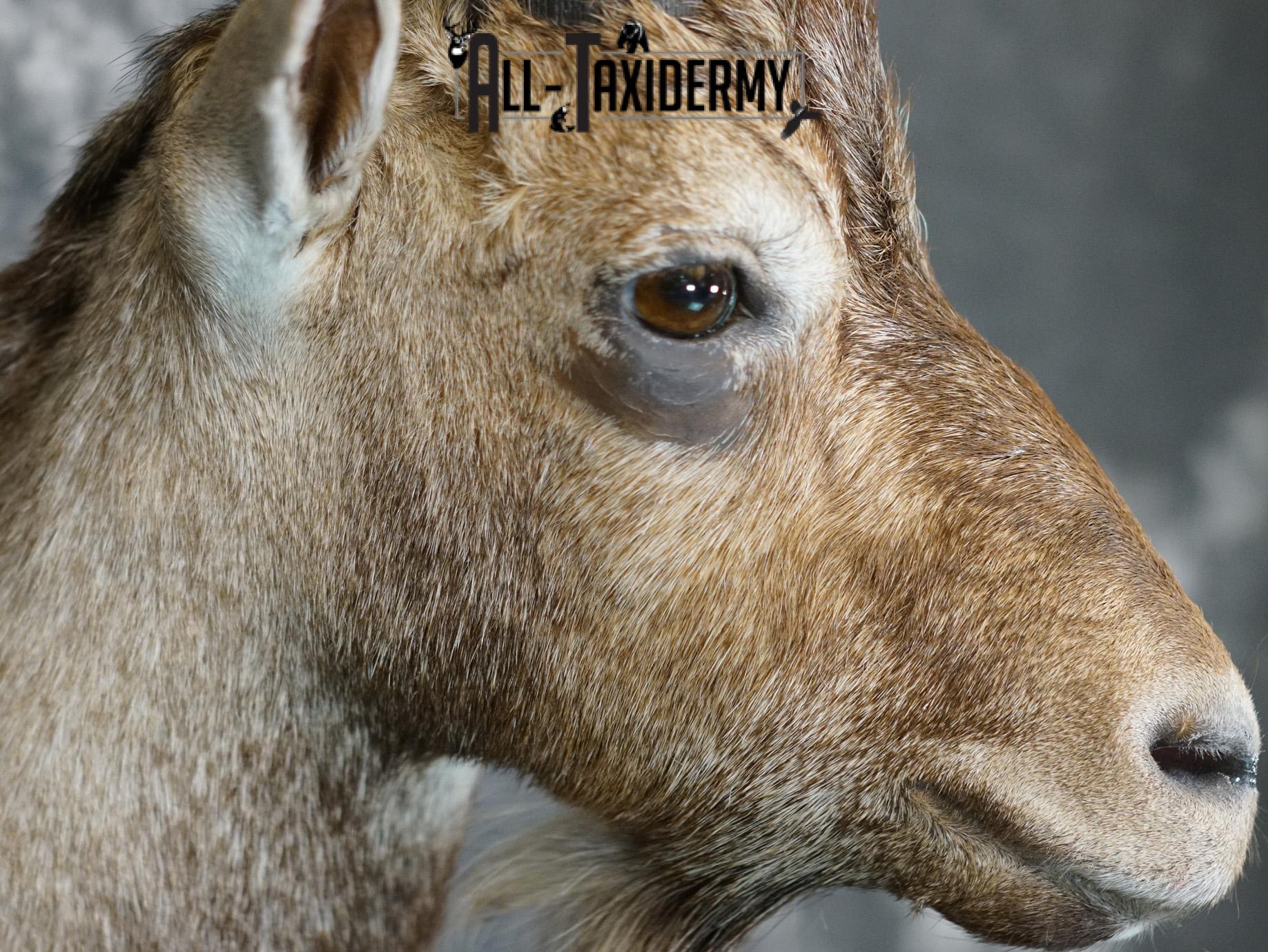 Hybrid Ibex taxidermy shoulder mount for sale SKU 2163 - Image 4