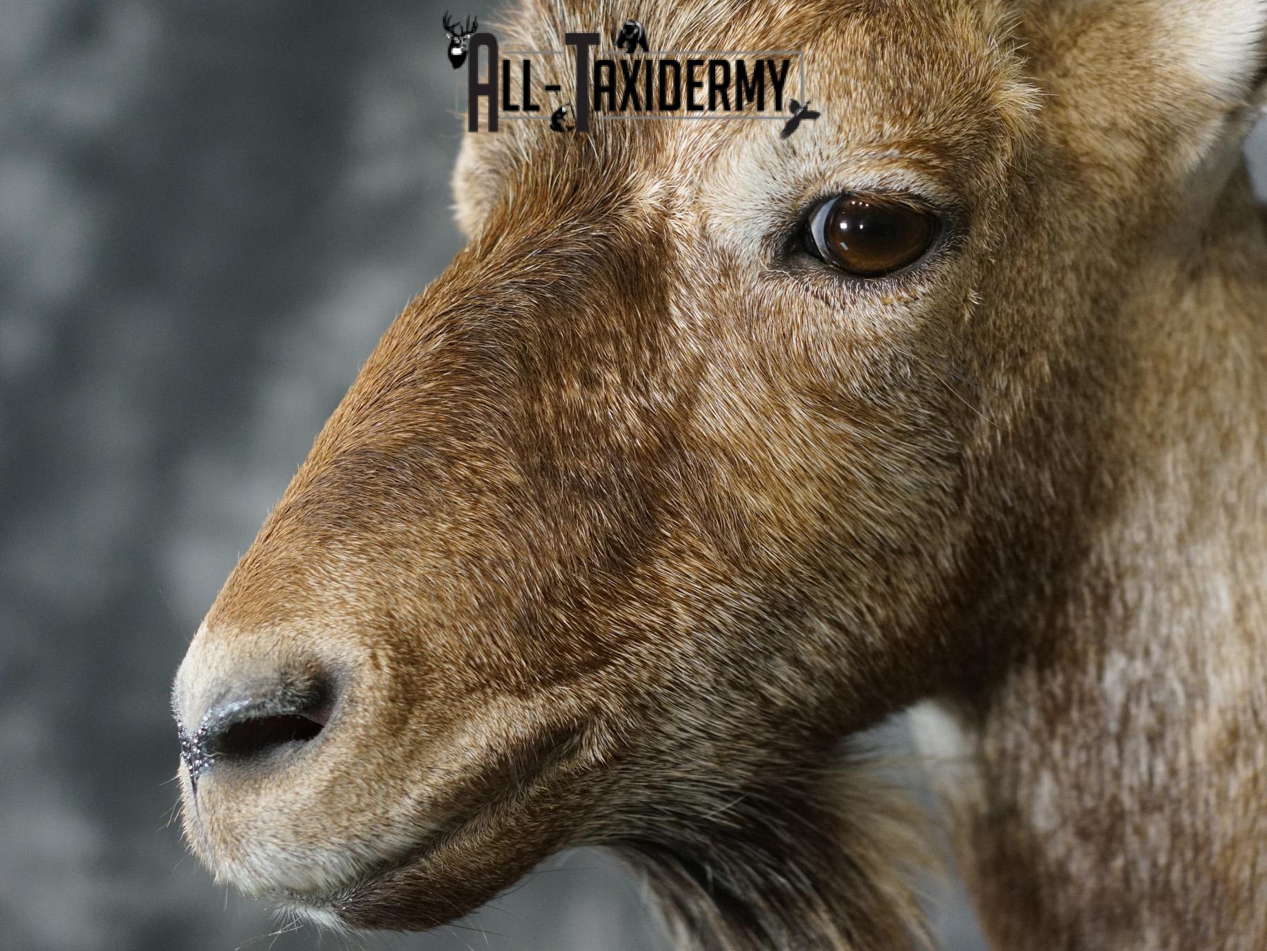 Hybrid Ibex taxidermy shoulder mount for sale SKU 2163 - Image 3