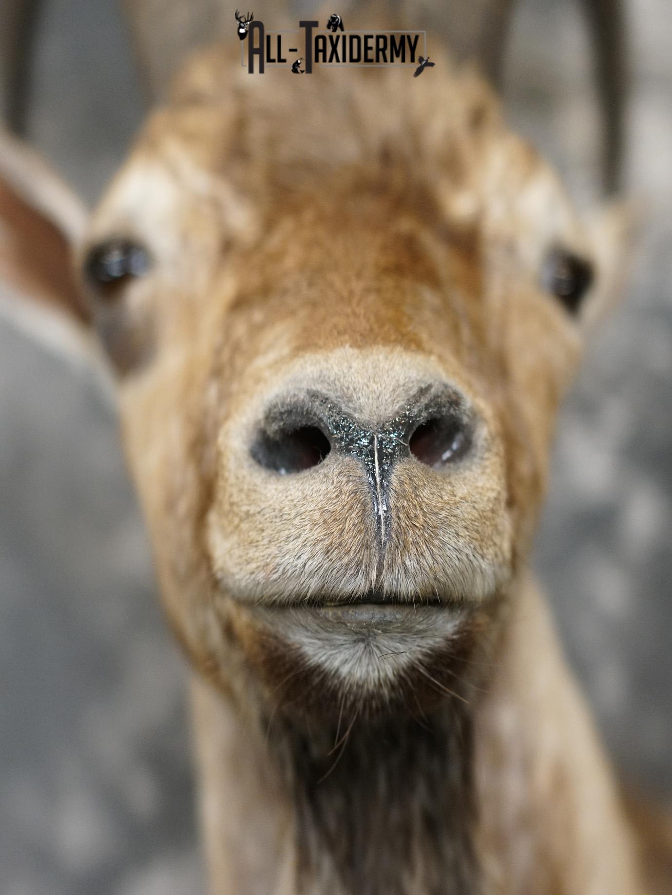 Hybrid Ibex taxidermy shoulder mount for sale SKU 2163 - Image 2