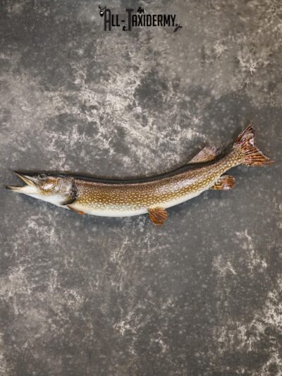 45" Northern Pike Taxidermy Fish Mount for sale SKU 2199