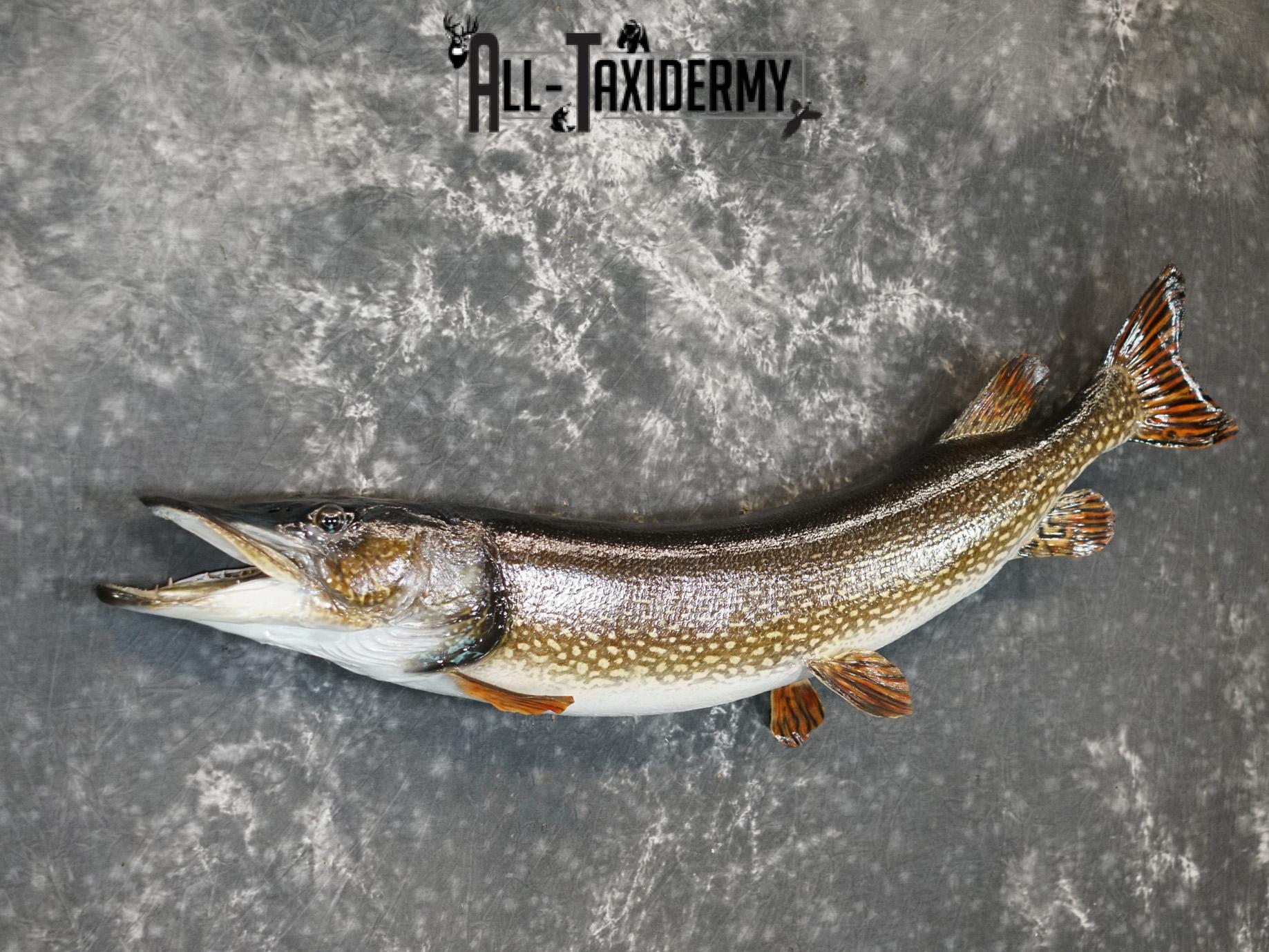 45" Northern Pike Taxidermy Fish Mount for sale SKU 2199 - Image 3