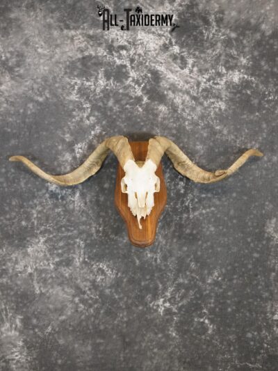 Cashmere Goat european skull taxidermy for sale SKU 2172