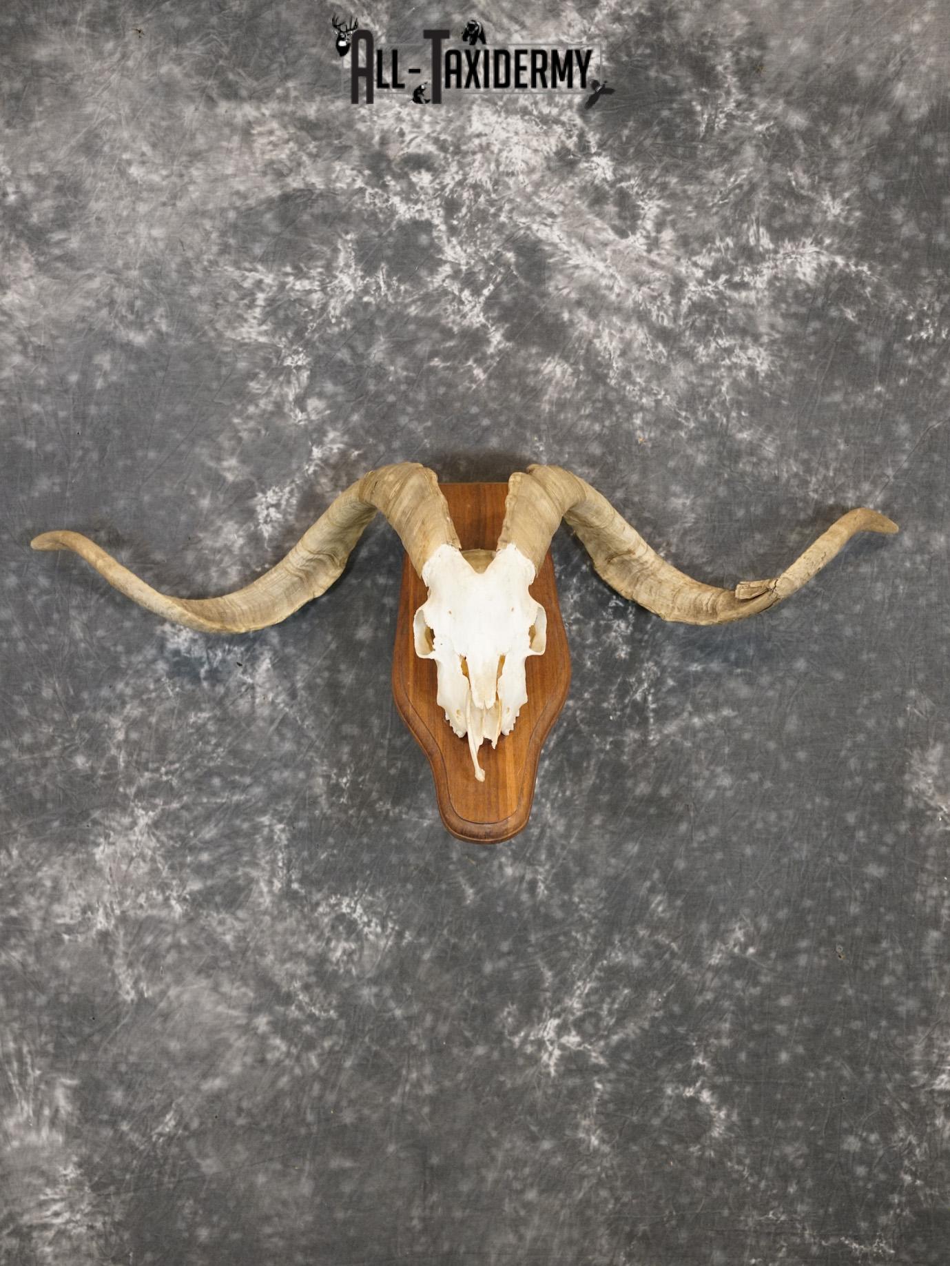 Cashmere Goat european skull taxidermy for sale SKU 2172 - All Taxidermy