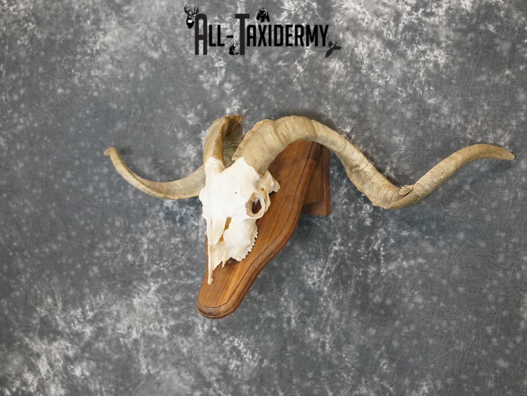 Cashmere Goat european skull taxidermy for sale SKU 2172 - Image 5