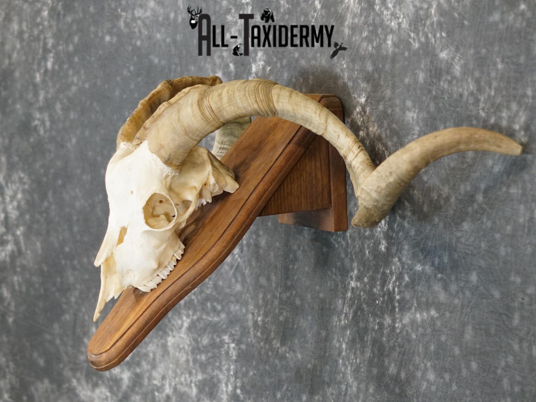 Cashmere Goat european skull taxidermy for sale SKU 2172 - Image 4