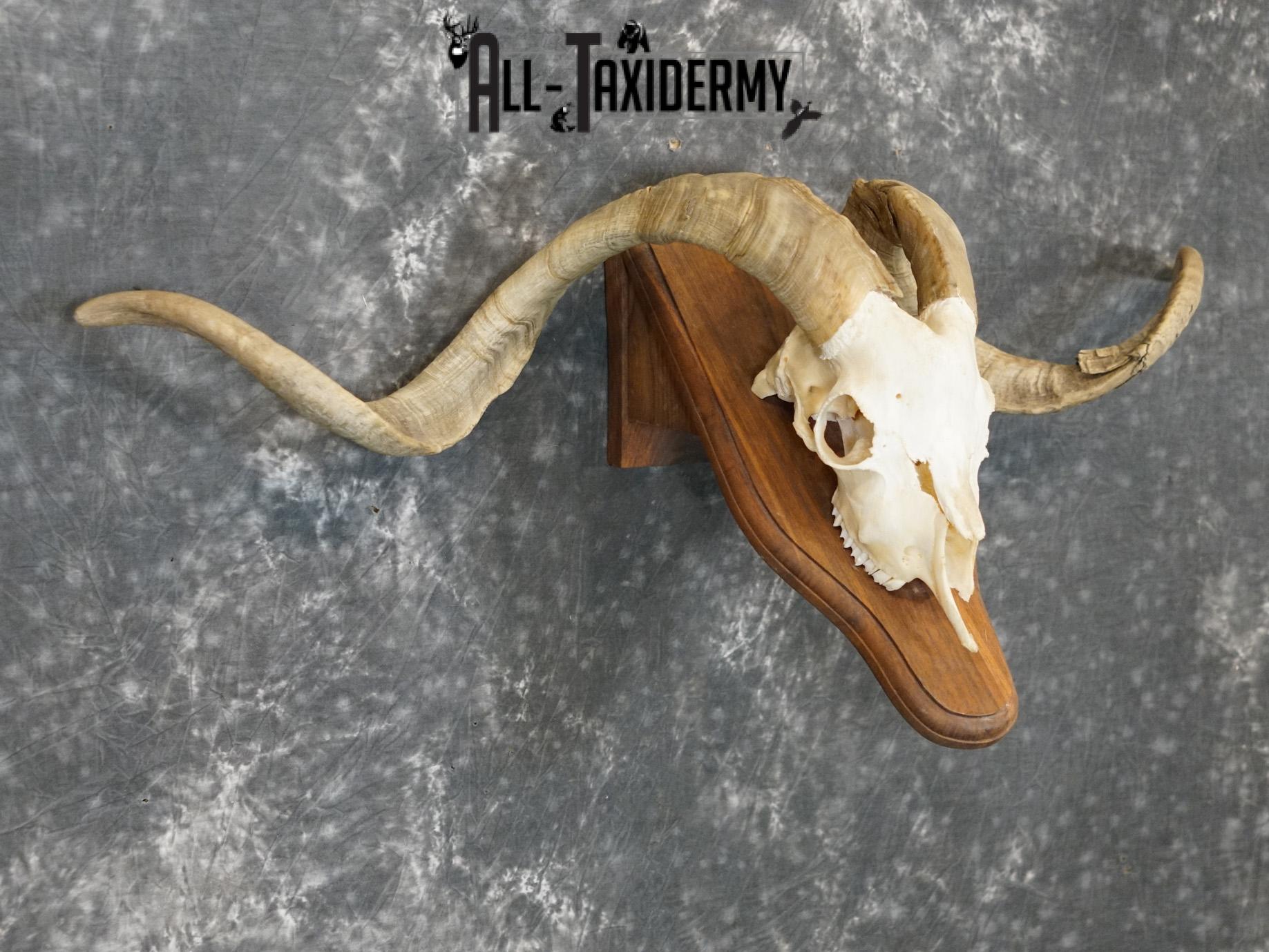 Cashmere Goat european skull taxidermy for sale SKU 2172 - Image 3