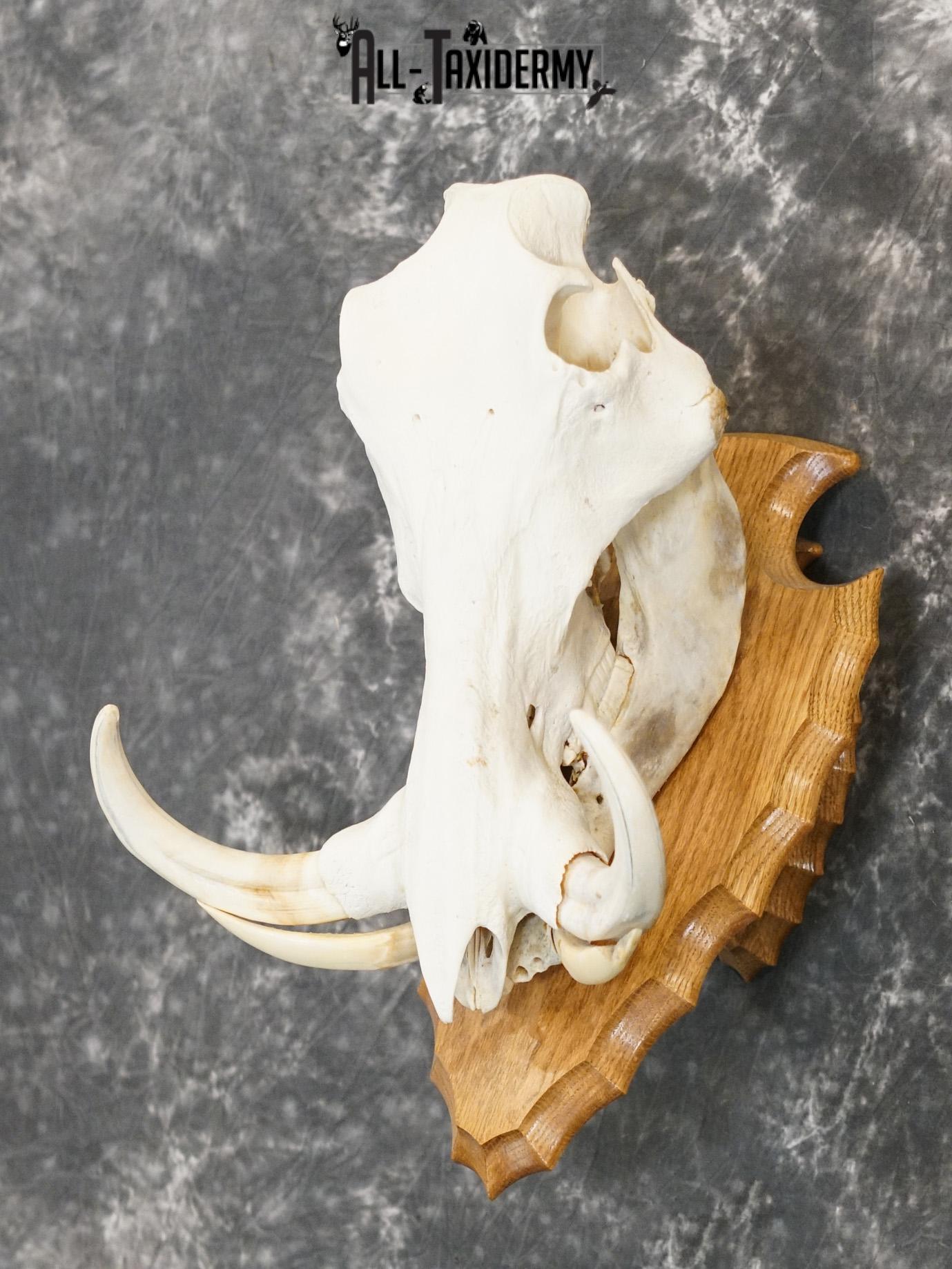 African Warthog Skull on Plaque for sale SKU 2156 - Image 5